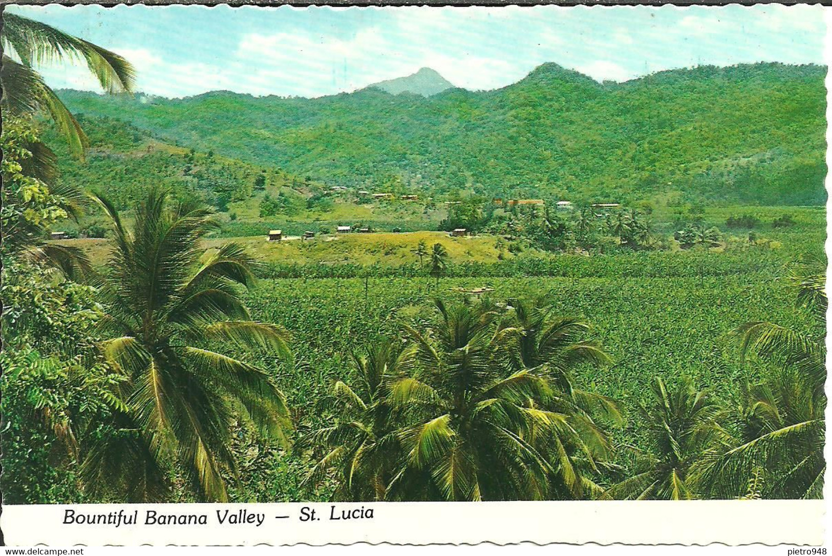 St. Lucia (Santa Lucia, Antille) Bountiful Banana Valley - Sainte-Lucie