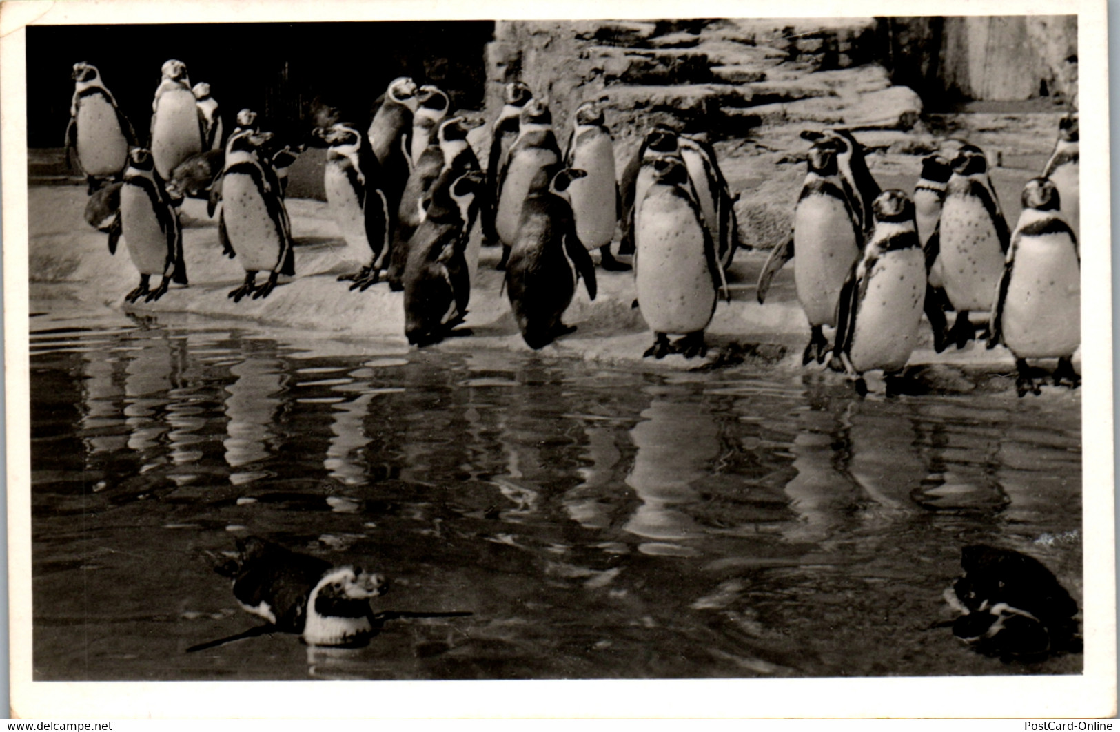 23135 - Deutschland - Hamburg , Carl Habenbeck 's Tierpark , Hamburg Stellingen , Humboldt Pinguine - Gelaufen 1953 - Stellingen