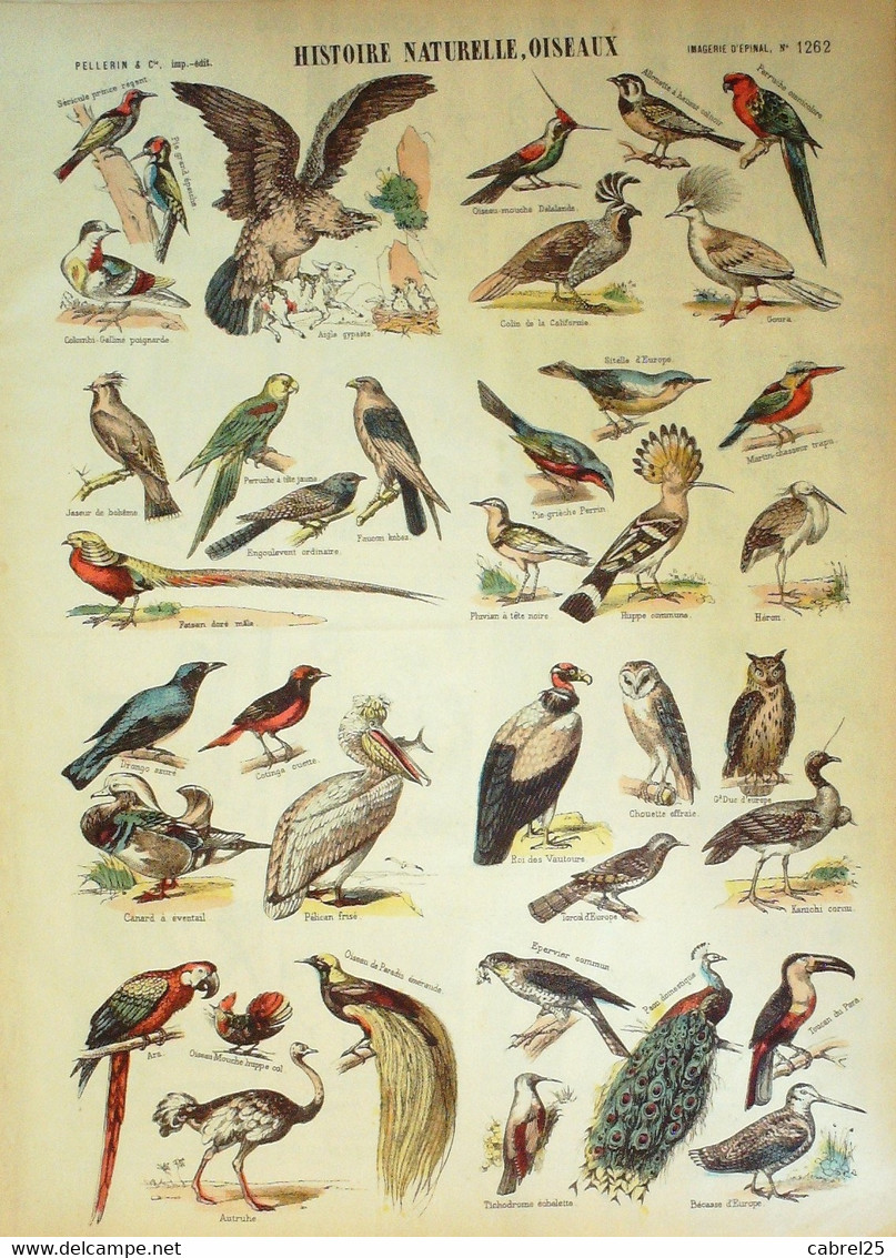 Histoire NATURELLE D'OISEAUX  (Pellerin D'Epinal) - Altri & Non Classificati