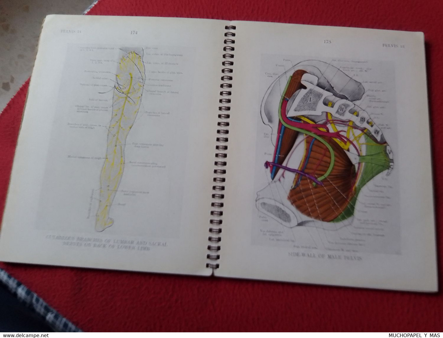 LIBRO ILLUSTRATIONS OF REGIONAL ANATOMY E. B. JAMIESON, M. D. SECTION IV PELVIS, E. & S. LIVINGSTONE LTD., EDINBURGH.... - Otros & Sin Clasificación