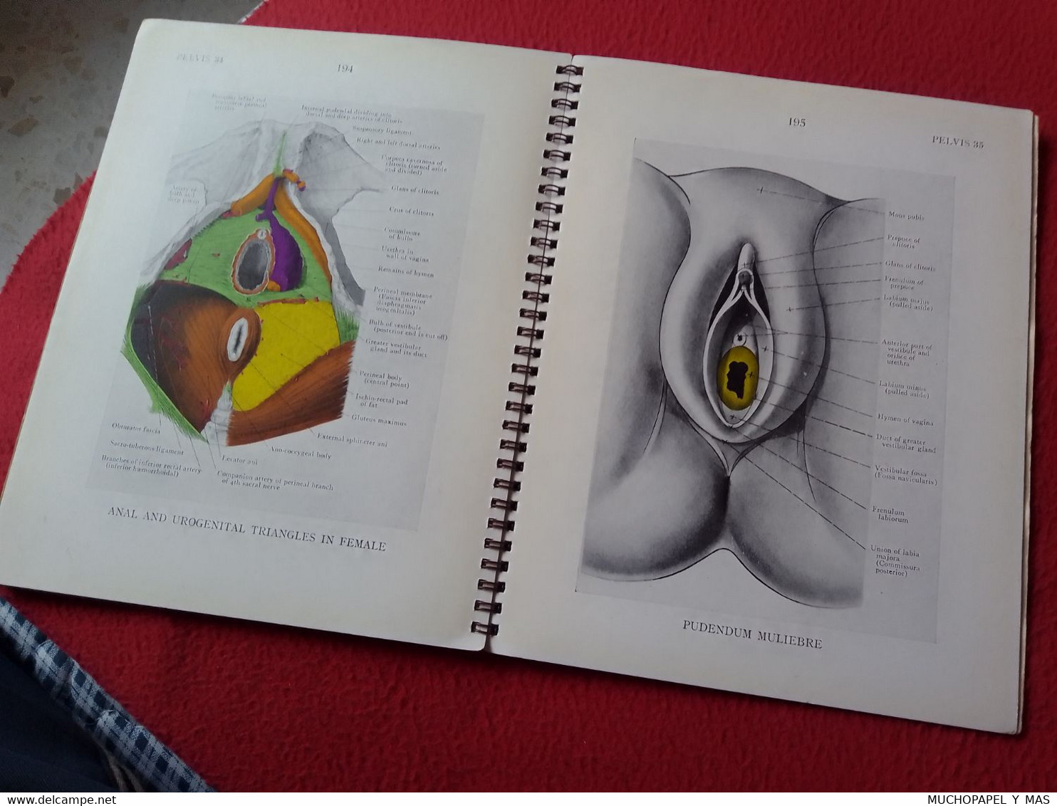 LIBRO ILLUSTRATIONS OF REGIONAL ANATOMY E. B. JAMIESON, M. D. SECTION IV PELVIS, E. & S. LIVINGSTONE LTD., EDINBURGH....