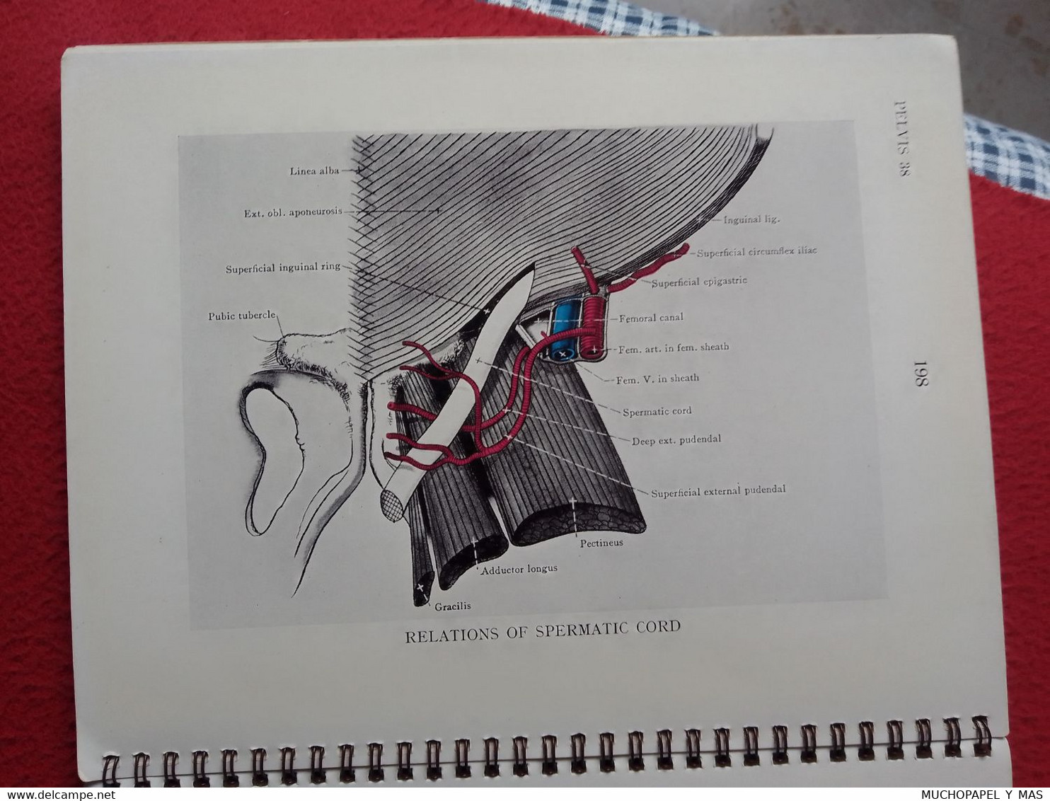 LIBRO ILLUSTRATIONS OF REGIONAL ANATOMY E. B. JAMIESON, M. D. SECTION IV PELVIS, E. & S. LIVINGSTONE LTD., EDINBURGH....