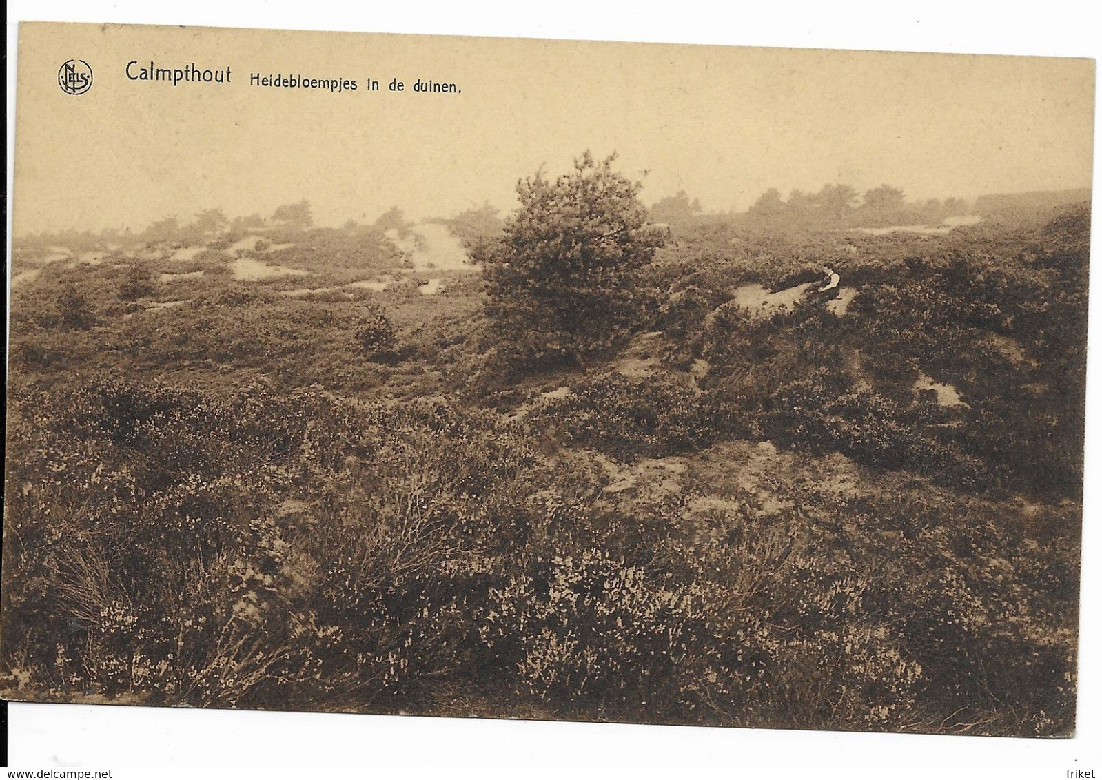 - 1760 -  CALMPTHOUT  Héidebloempjes In De Duinen - Kalmthout