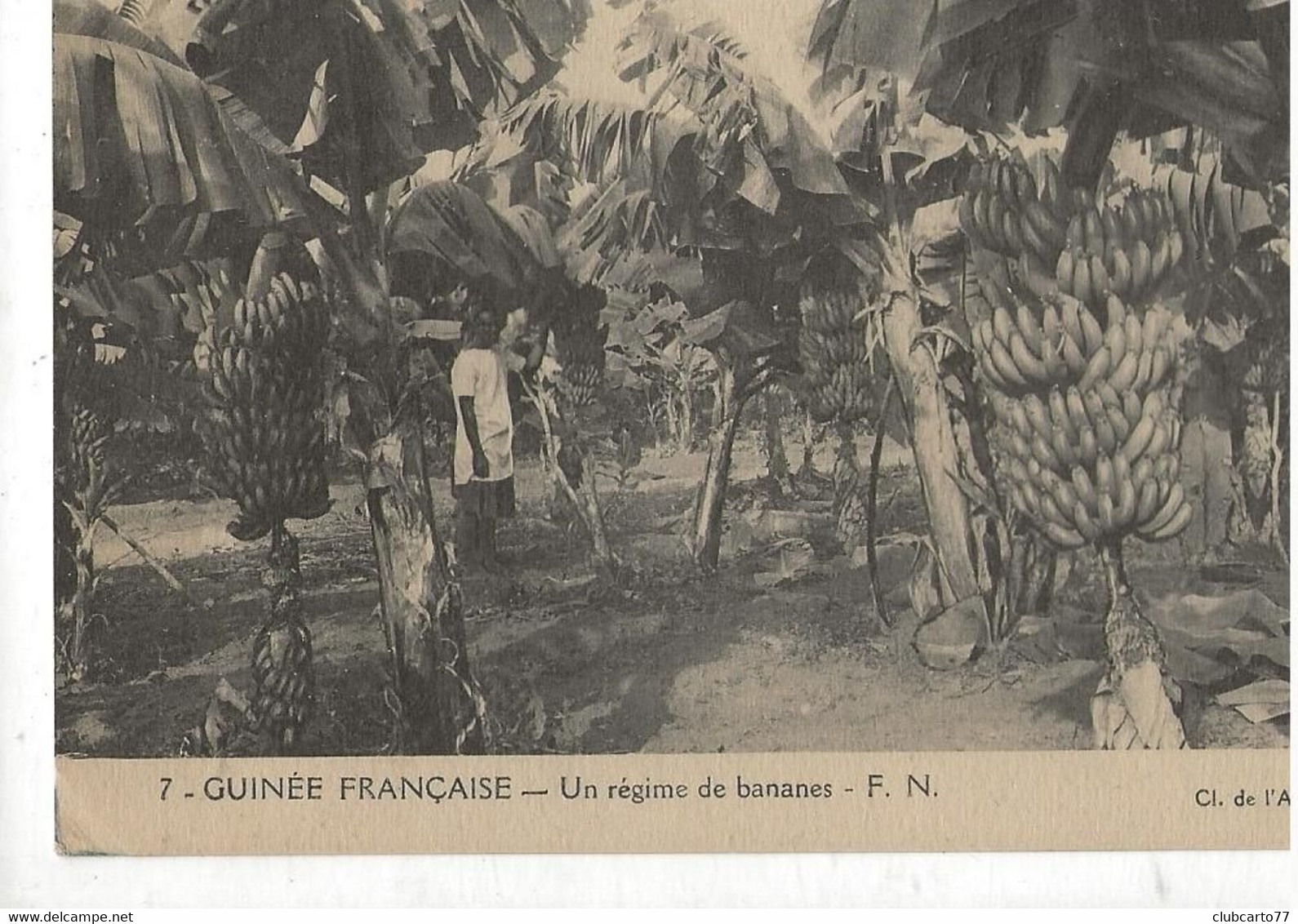 Guinée Ou République De Guinée : Plantation De Bananiers En 1910 (animé) PF. - Guinée