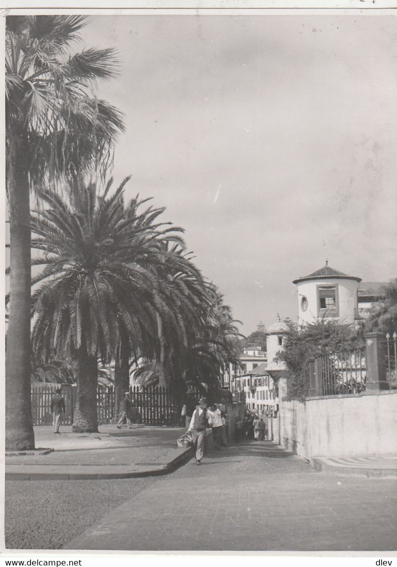 Madère - Rue De Funchal - Photo 8 X 11 Cm - Lugares