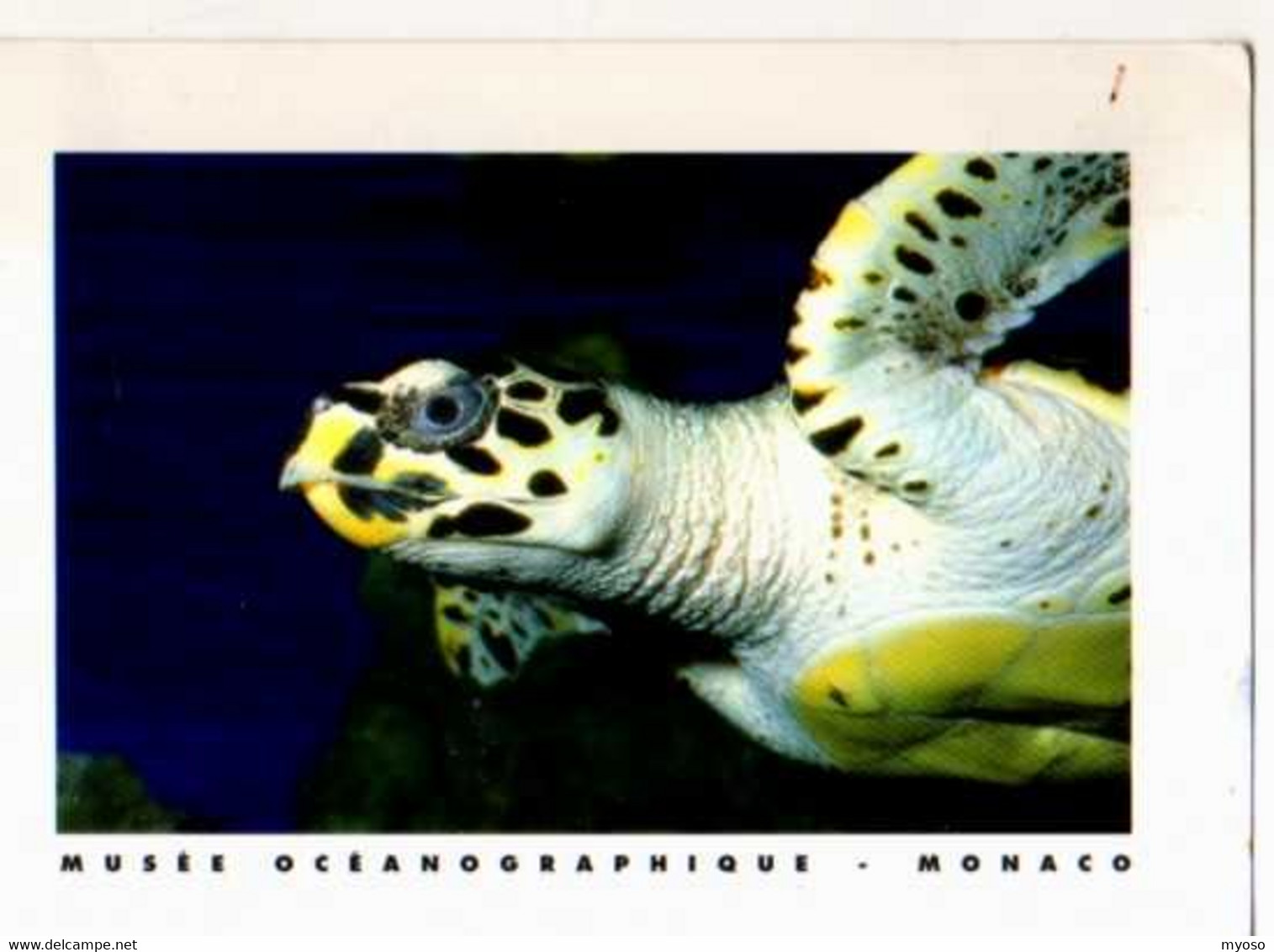 Tortue A Ecailles Ou Tortue Caret Musee Oceanographique De Monaco, Carte Postale - Schildkröten