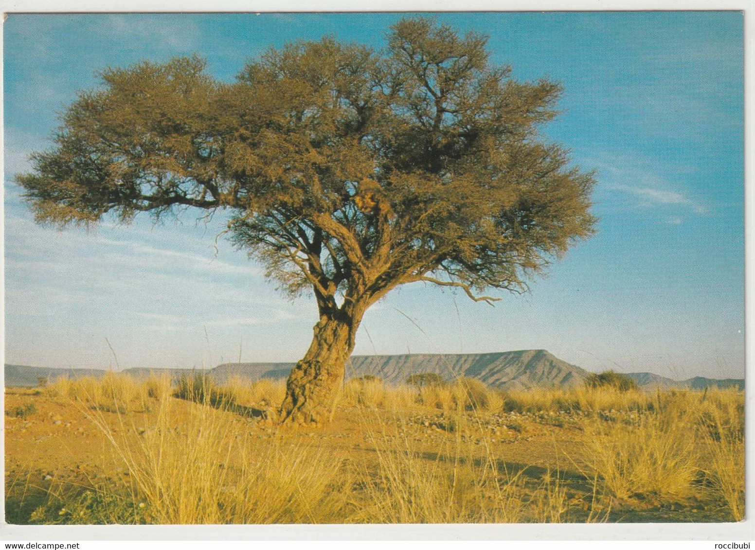 SWA, Kameldornbaum - Namibië
