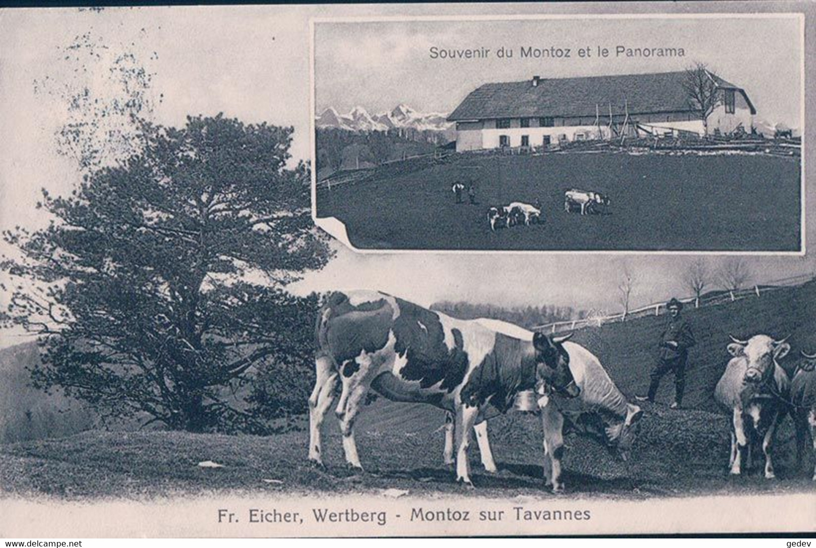 Montoz, Court BE, Ferme Fr. Eicher, Wertberg Et Troupeau De Bétail (5301) - Court