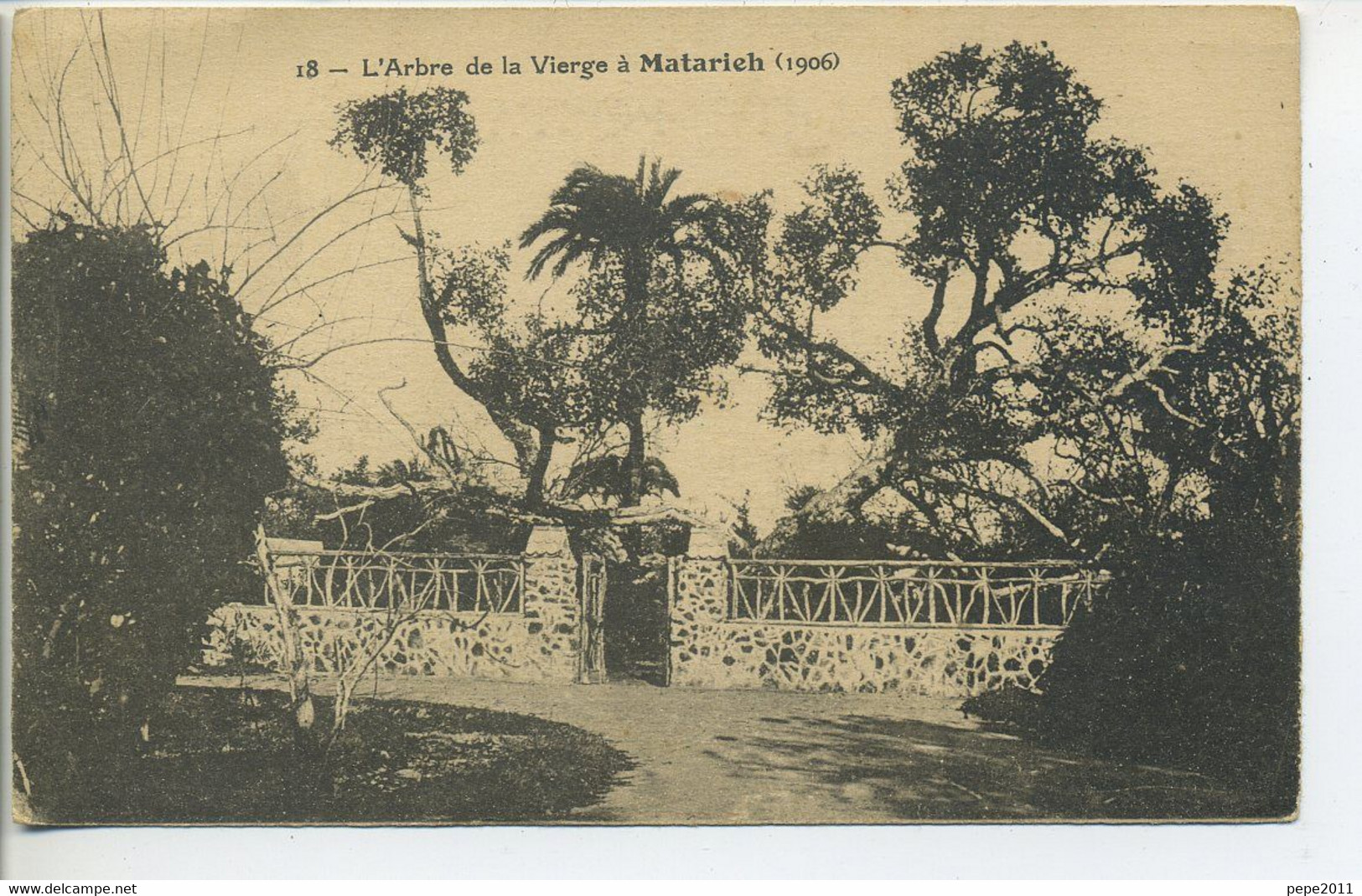 CPA Egypte LE CAIRE MATARICH Arbre De La Vierge Vue Peu Commune - Bäume