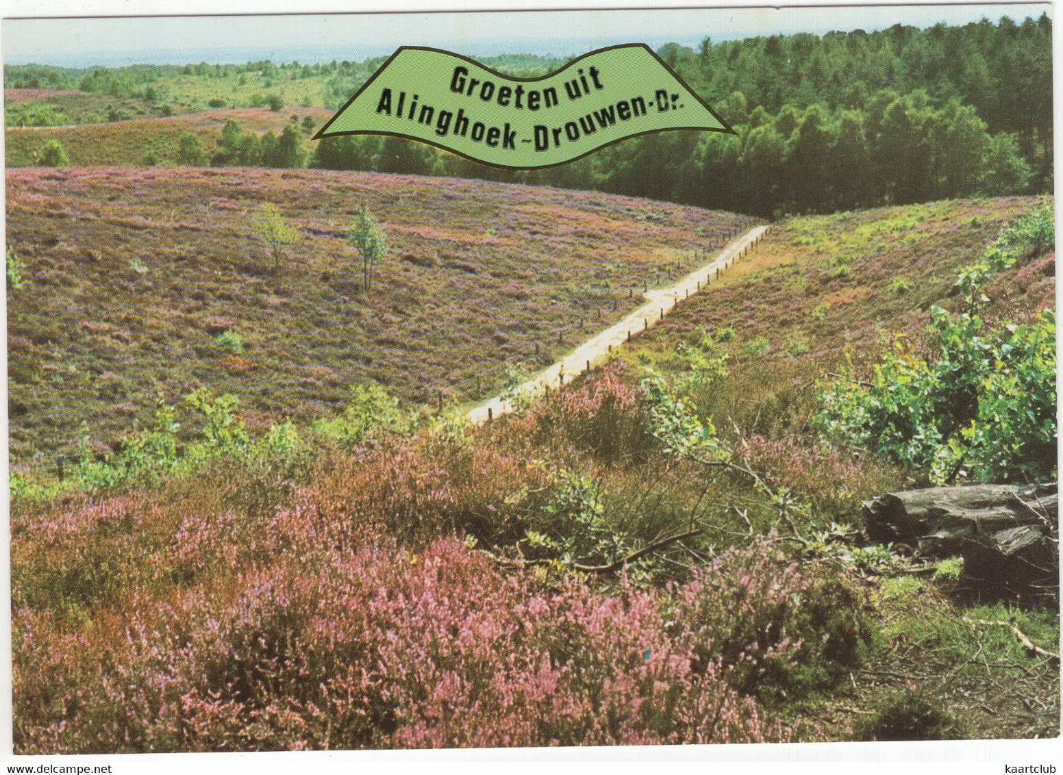 Groeten Uit Alinghoek-Drouwen - (Drenthe, Nederland/Holland) - Pad Over De Heide -  Nr. L 3588 - Odoorn