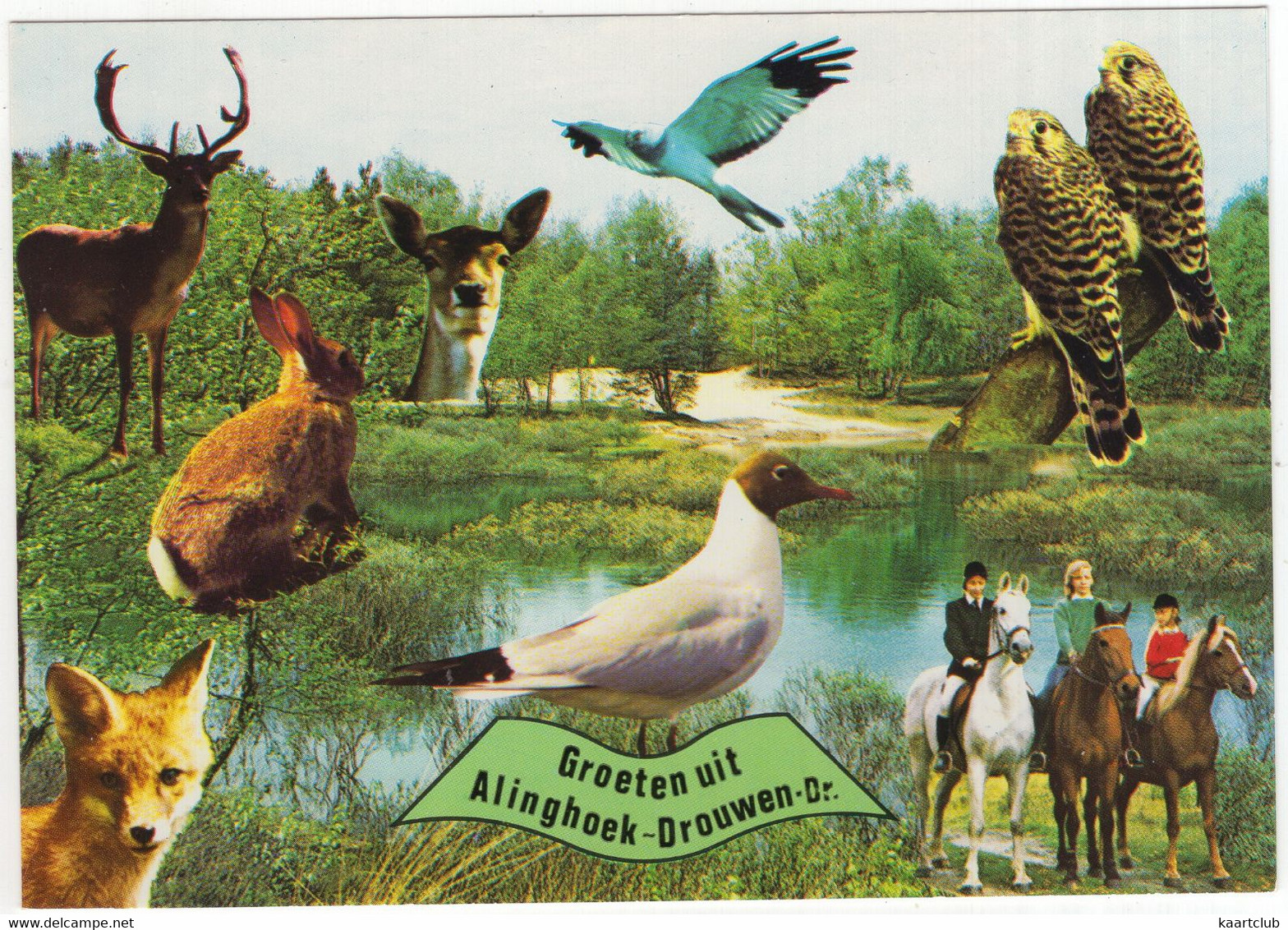 Groeten Uit Alinghoek-Drouwen - (Drenthe, Nederland/Holland) - Dieren, Vogels -  Nr. L 7329 - Odoorn