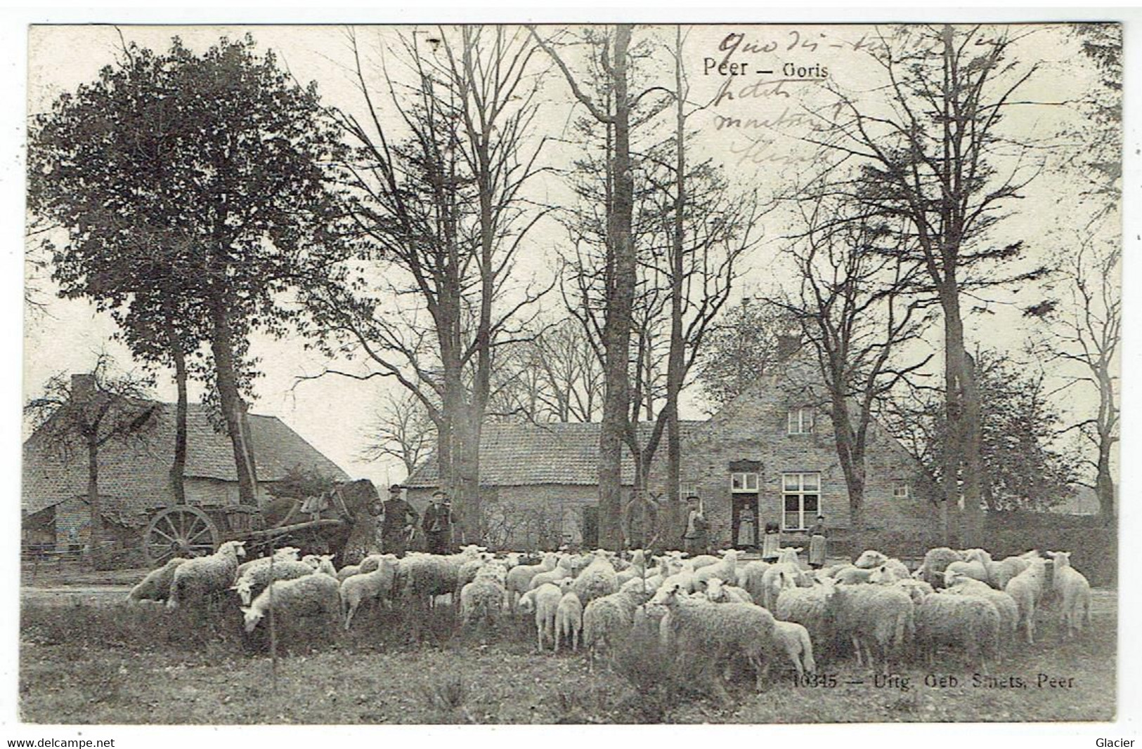 PEER - Goris - Schapen - Moutons - N° 10345 UItg. Beb. Smets - Peer