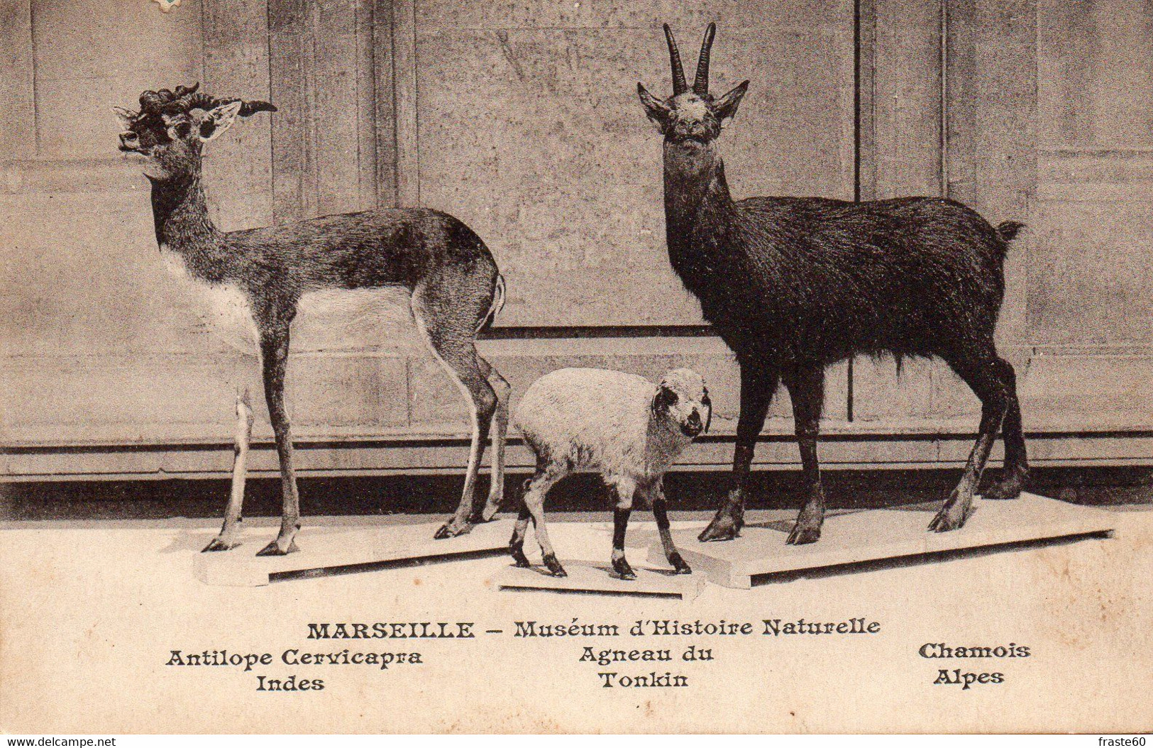 Marseille - Muséum D' Histoire Naturelle - Antilope , Agneau , Chamois - Museen