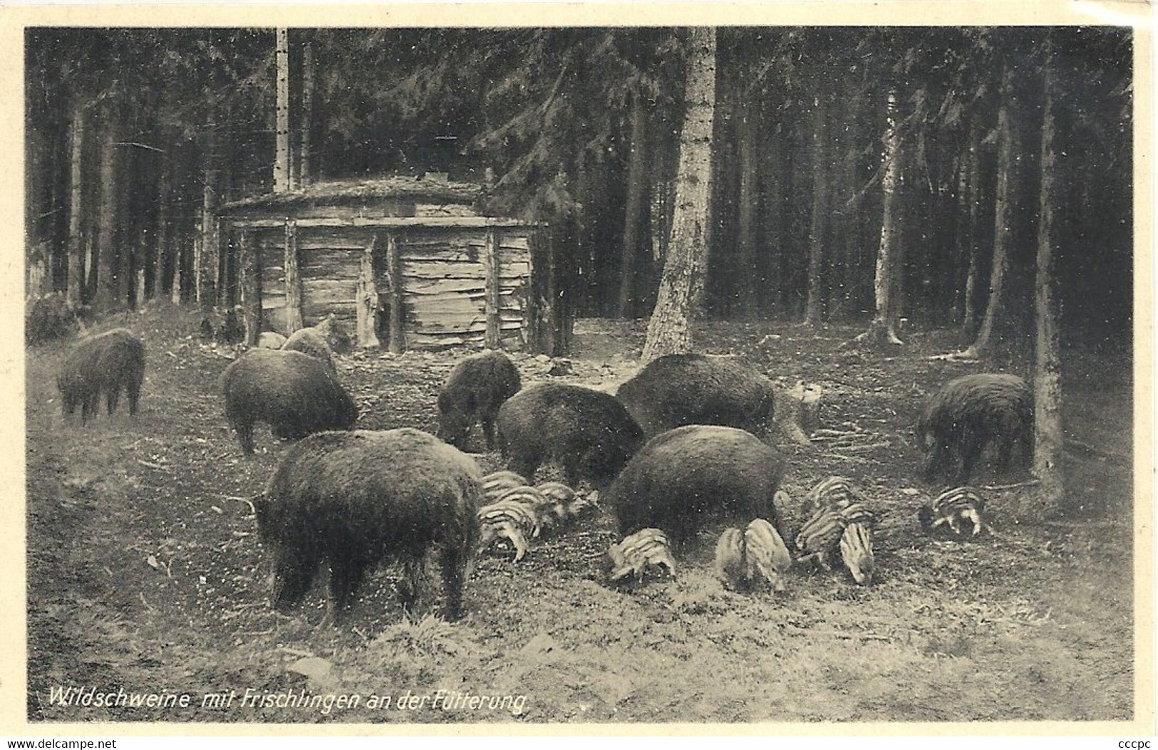 CPSM Diestersdorf Wildschweine Mit Frischlingen Der Füterrung - Mansfeld