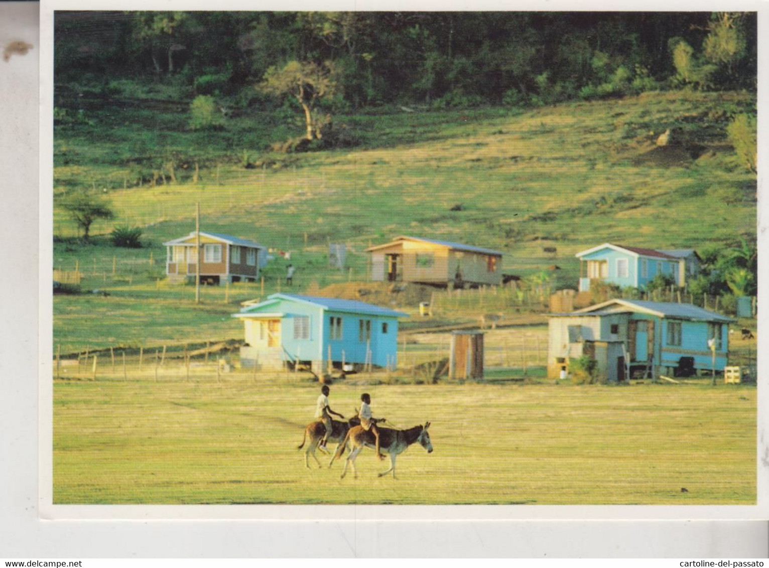 ANTIGUA  BARBUDA  DONKEY RIDE  OLD ROAD  NO STAMP - Antigua & Barbuda