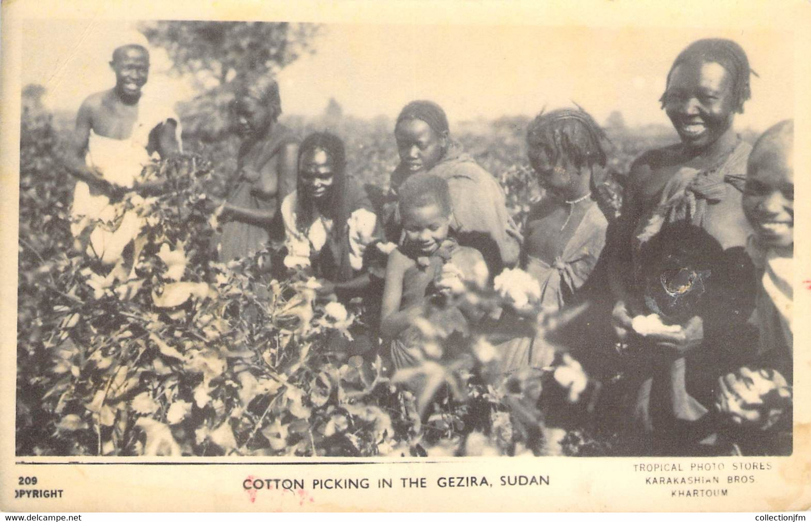 CPA SOUDAN "Récolte Du Coton" - Sudan