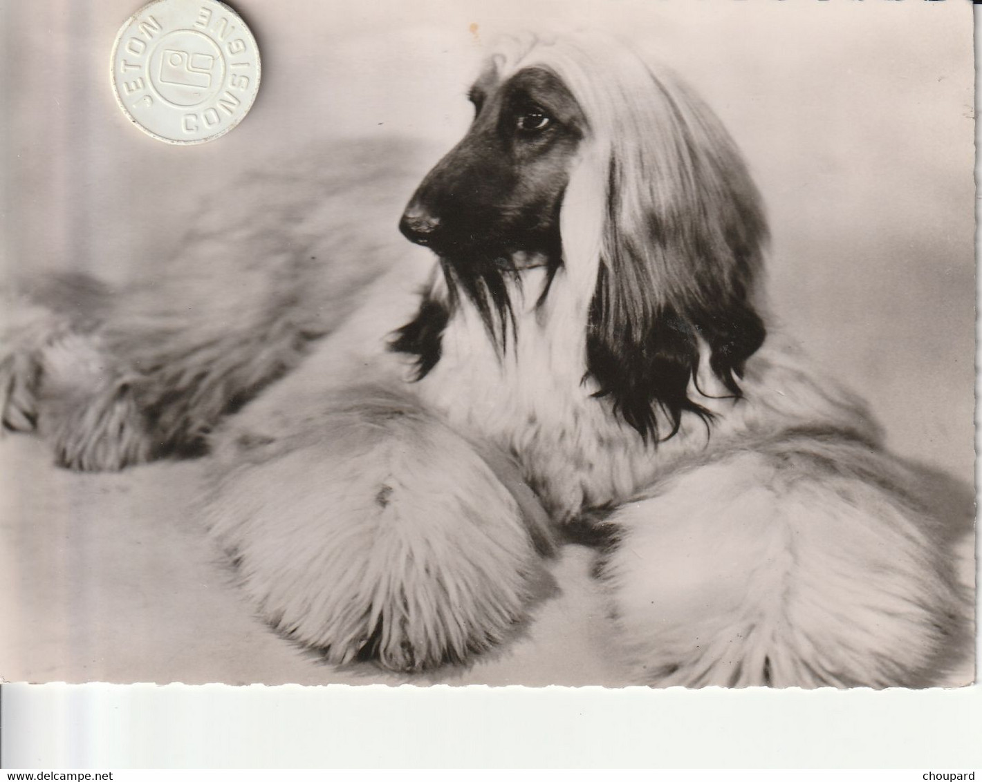 Très Belle Carte Postale De Chien Lévrier  Afghan - Dogs