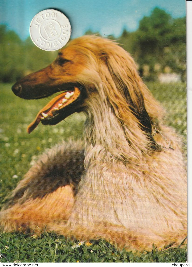 Très Belle Carte Postale De Chien Lévrier  Afghan - Dogs