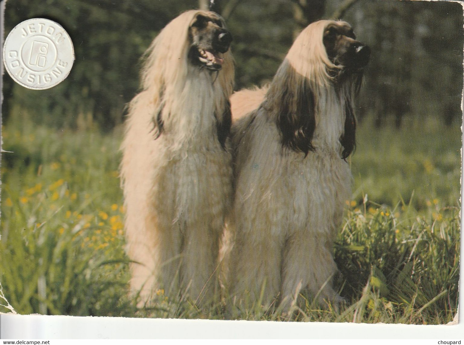 Très Belle Carte Postale De Chien Lévrier  Afghan - Dogs