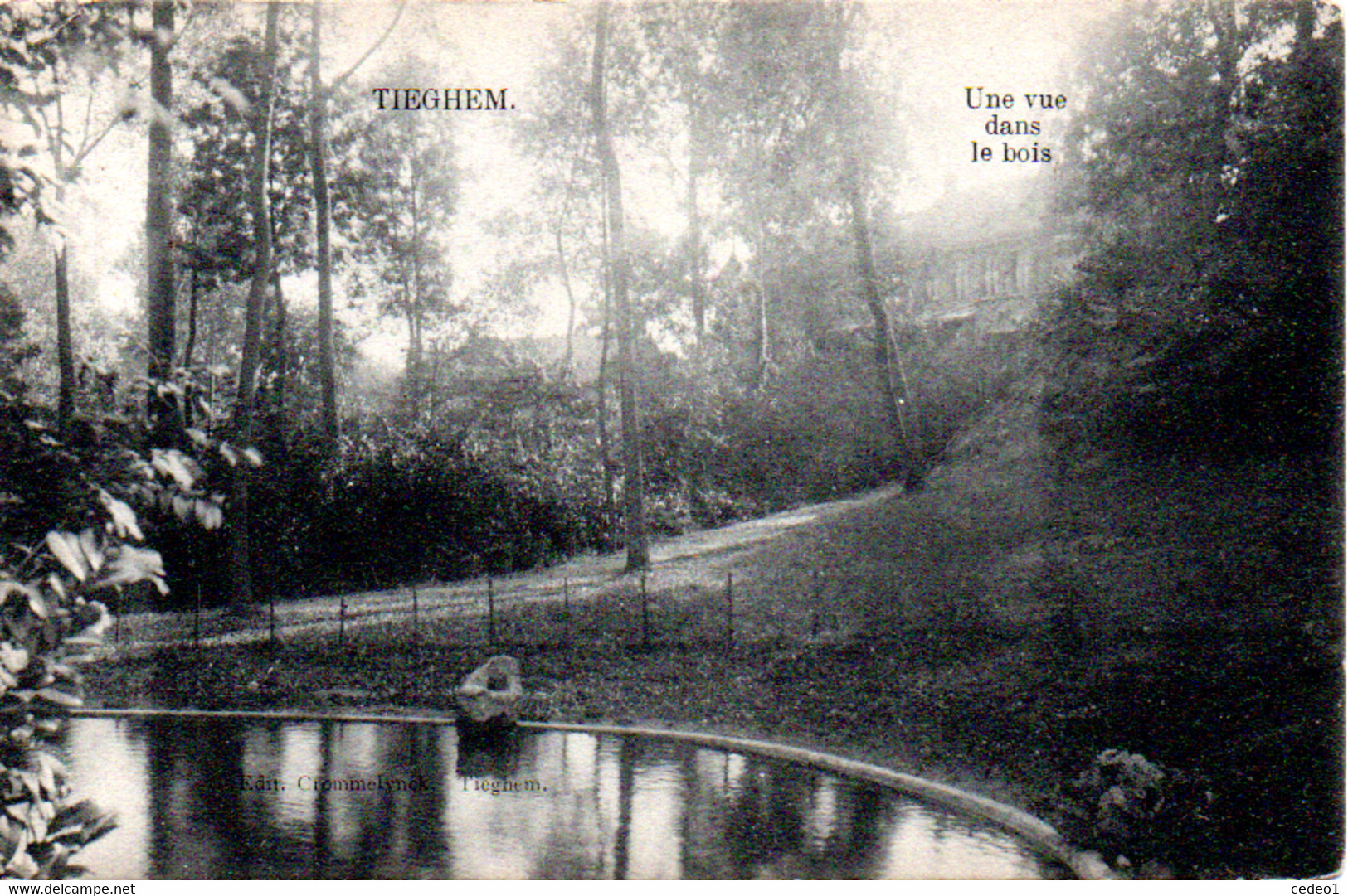 TIEGHEM  UNE VUE DANS LE BOIS - Anzegem