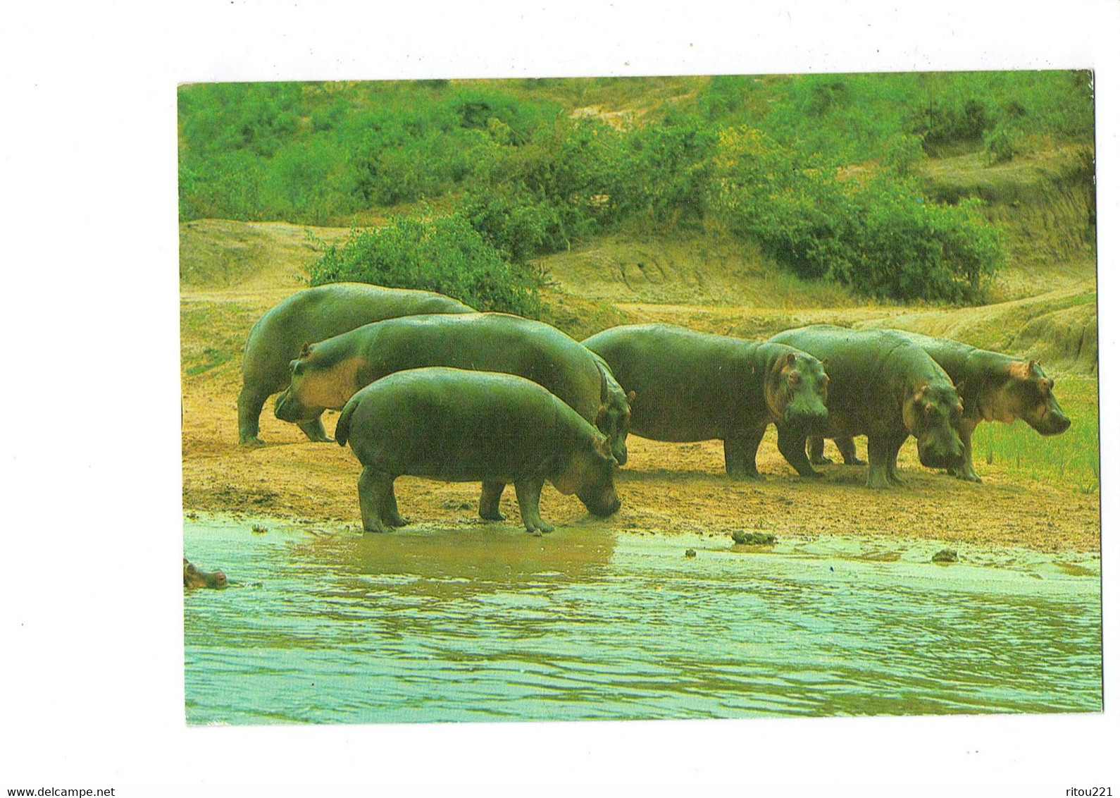 Cpm - Hippopotames - Hippopotame - L'ARCHE De NOE - Exposition Mondiale D'animaux Sauvages - Orania 52 West Germany - Hippopotamuses