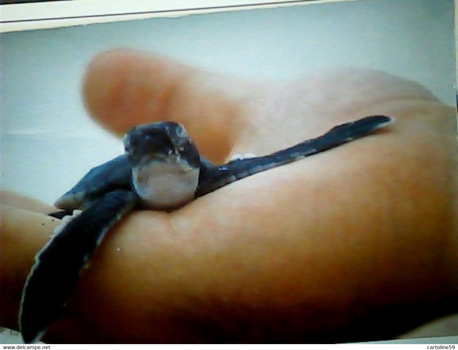 BABY TARTARUGA TURTLE CAYMNA ISLANDS V1996 IK2283 - Tartarughe