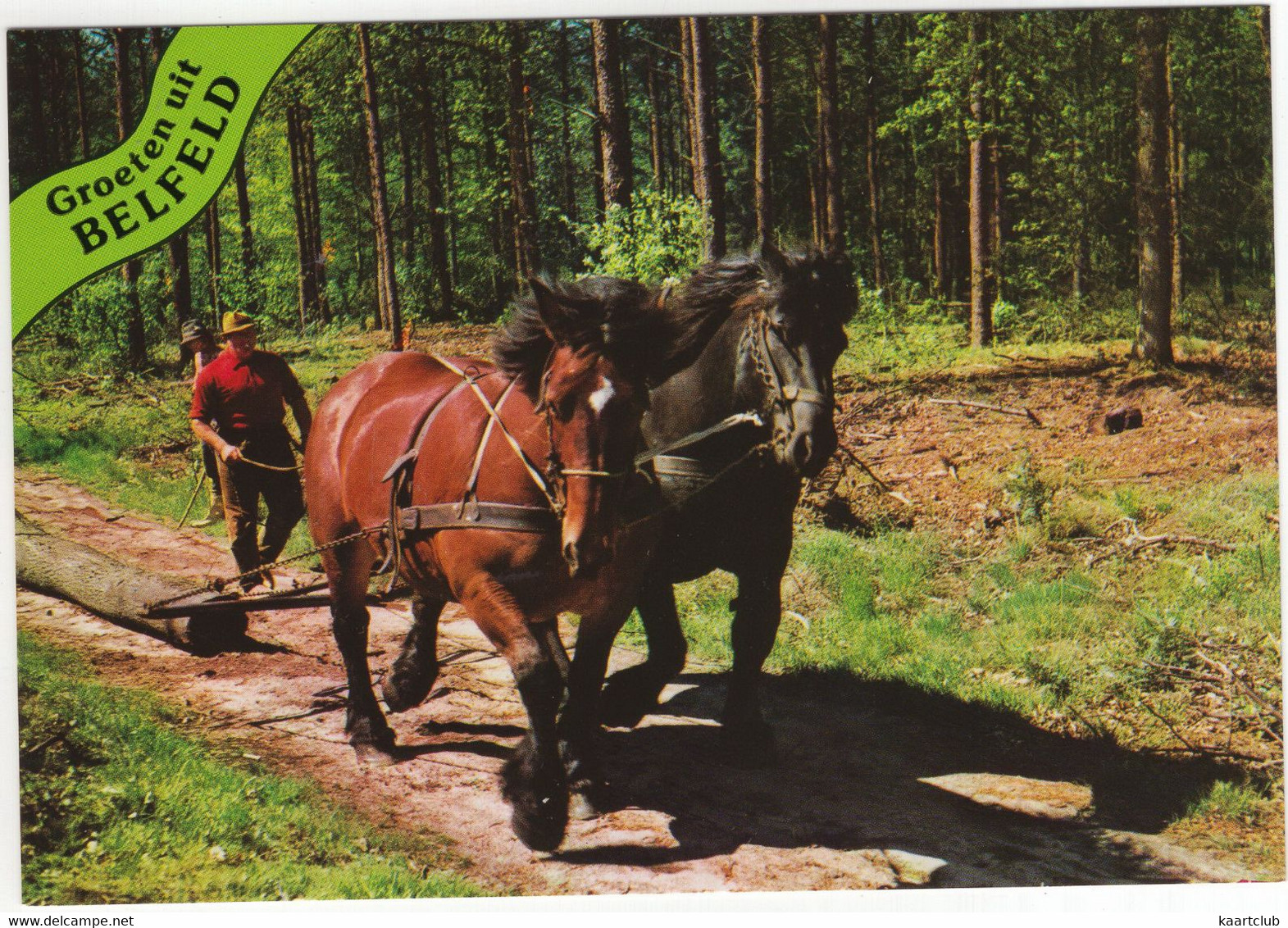 Groeten Uit Belfeld - (Venlo, Limburg, Nederland/Holland) - Nr. 720 - Paarden, Bosbouw - Venlo