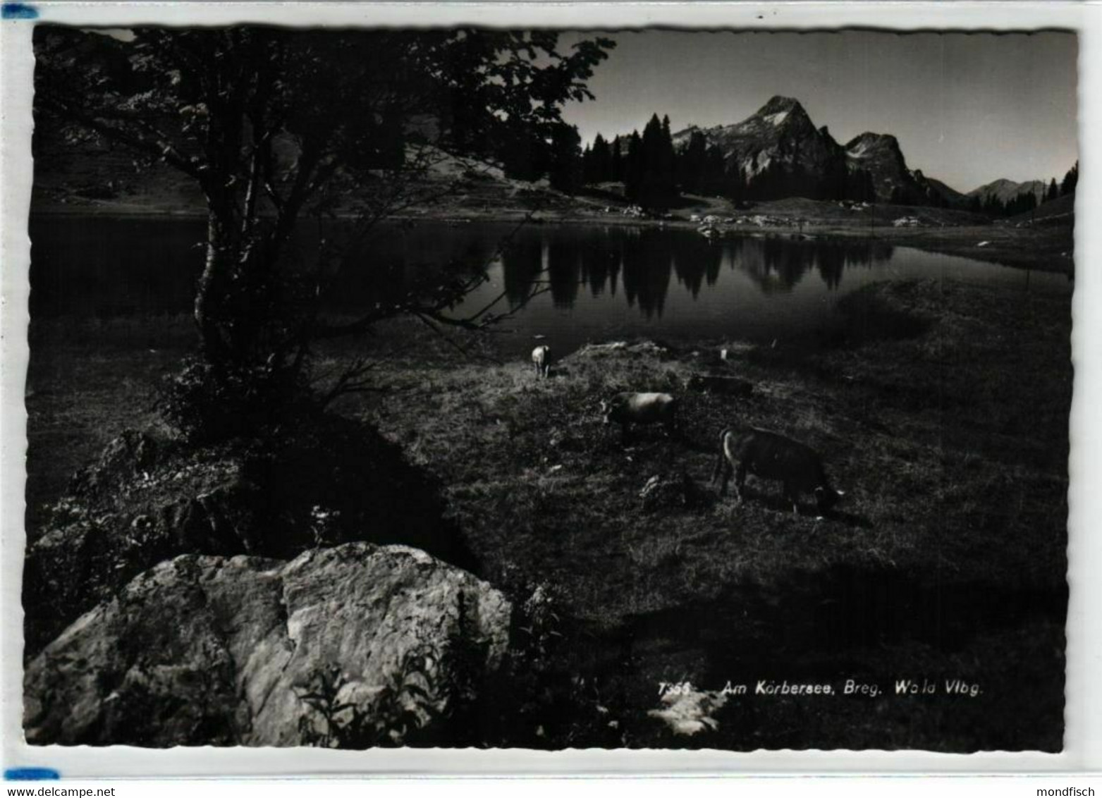 Schröcken - Körbersee Mit Kühen - Schröcken