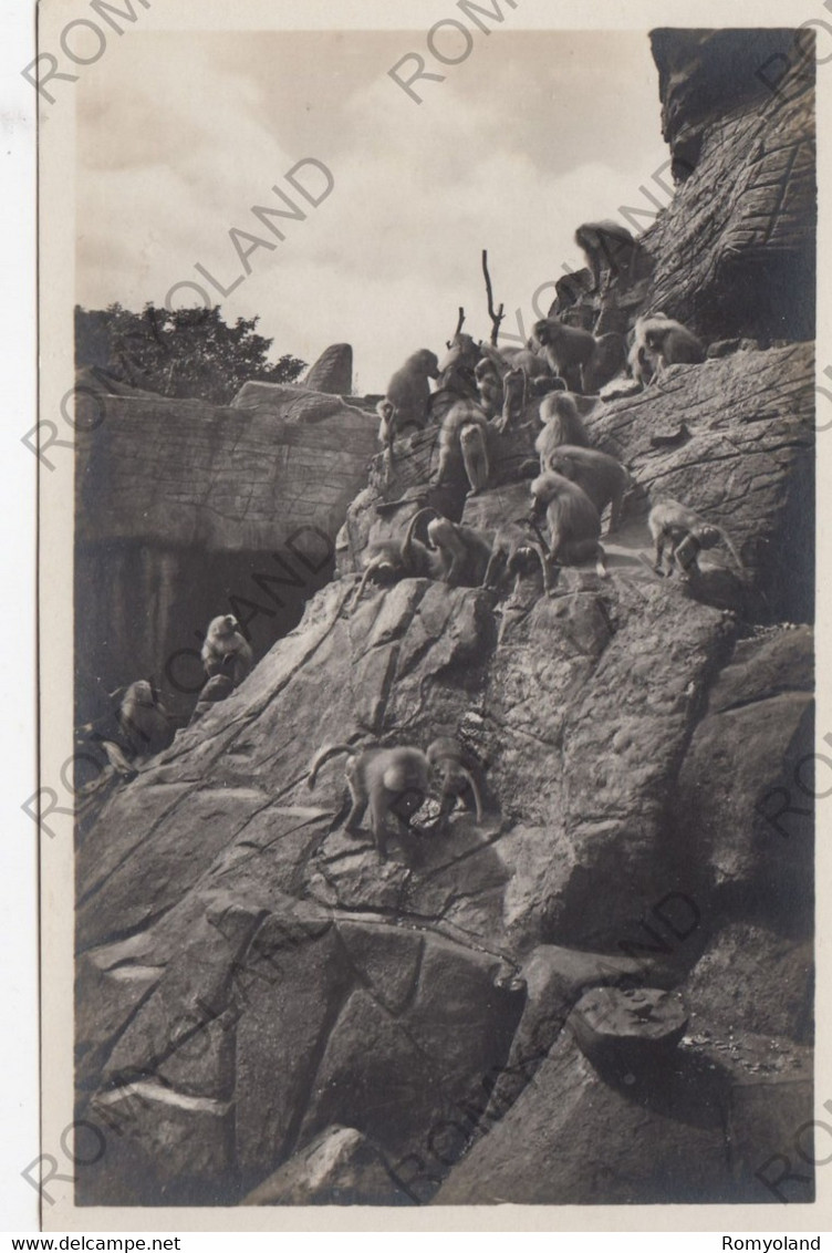 CARTOLINA  ALTONA-STELLINGEN HAMBURG,GERMANIA,CARL HAGENBACK"S TIERPARK,AFFENFELSEN ;MANTELPAVIANE,NON VIAGGIATA - Stellingen