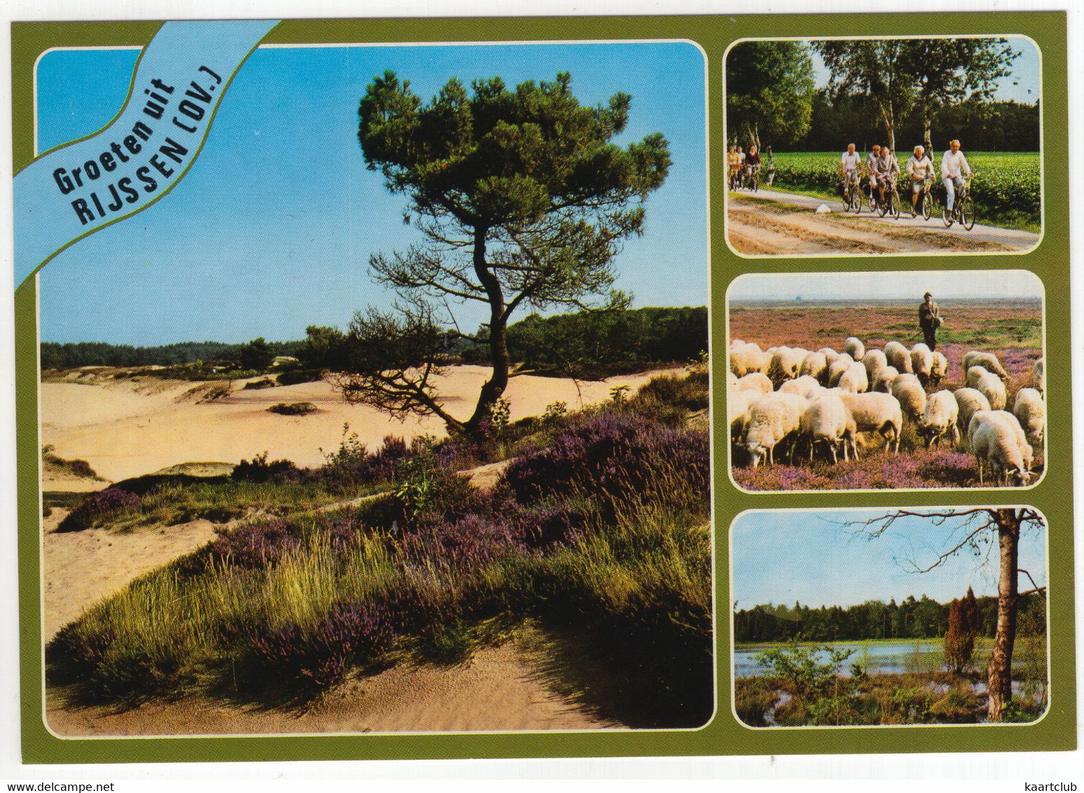 Groeten Uit Rijssen - (Overijssel, Nederland / Holland) - Heide, Schapen, Fietsers - 718 - Rijssen