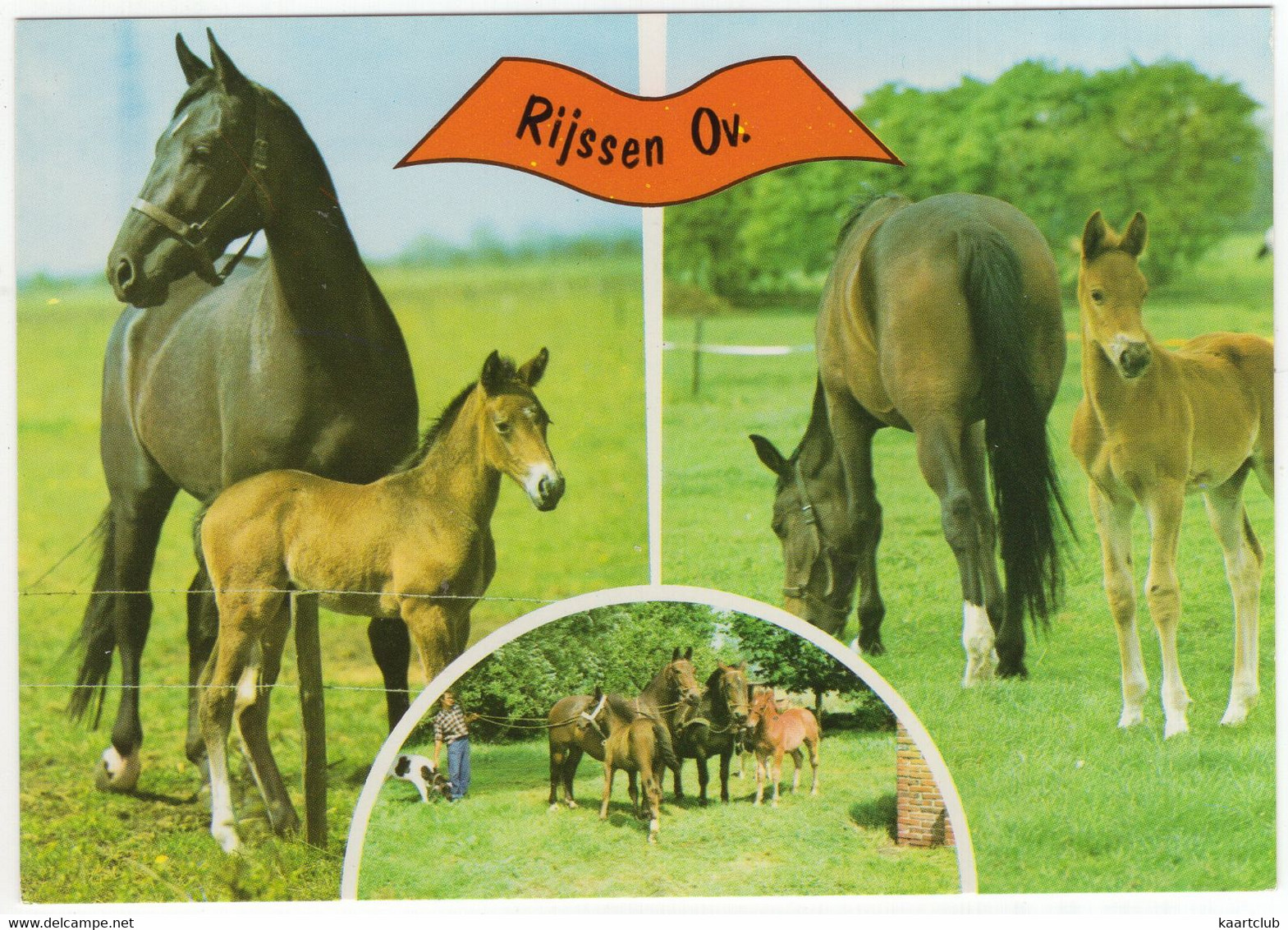 Rijssen - (Overijssel, Nederland / Holland) - Paarden, Veulens - Nr. L 3337 - Rijssen