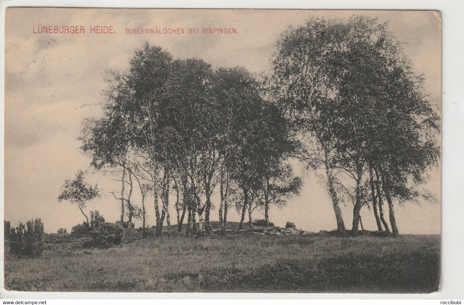 Lüneburger Heide, Birkenwäldchen Bei Bispingen - Lüneburger Heide