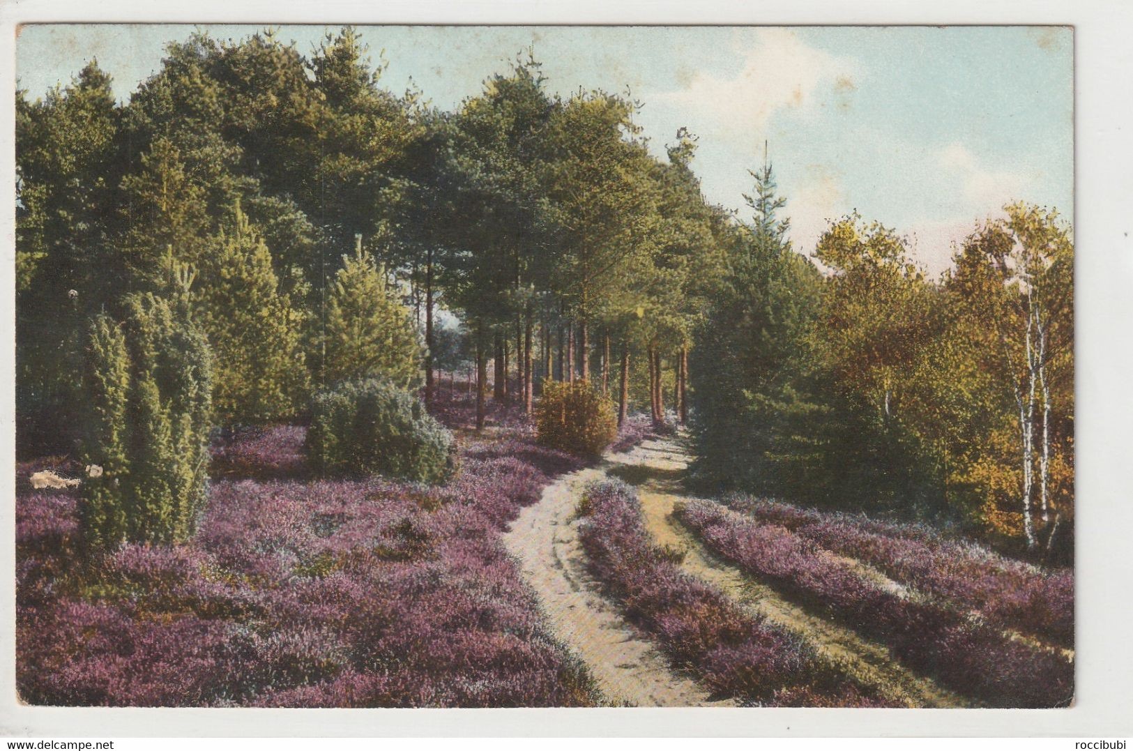 Lüneburger Heide, Waldweg Bei Munster - Lüneburger Heide