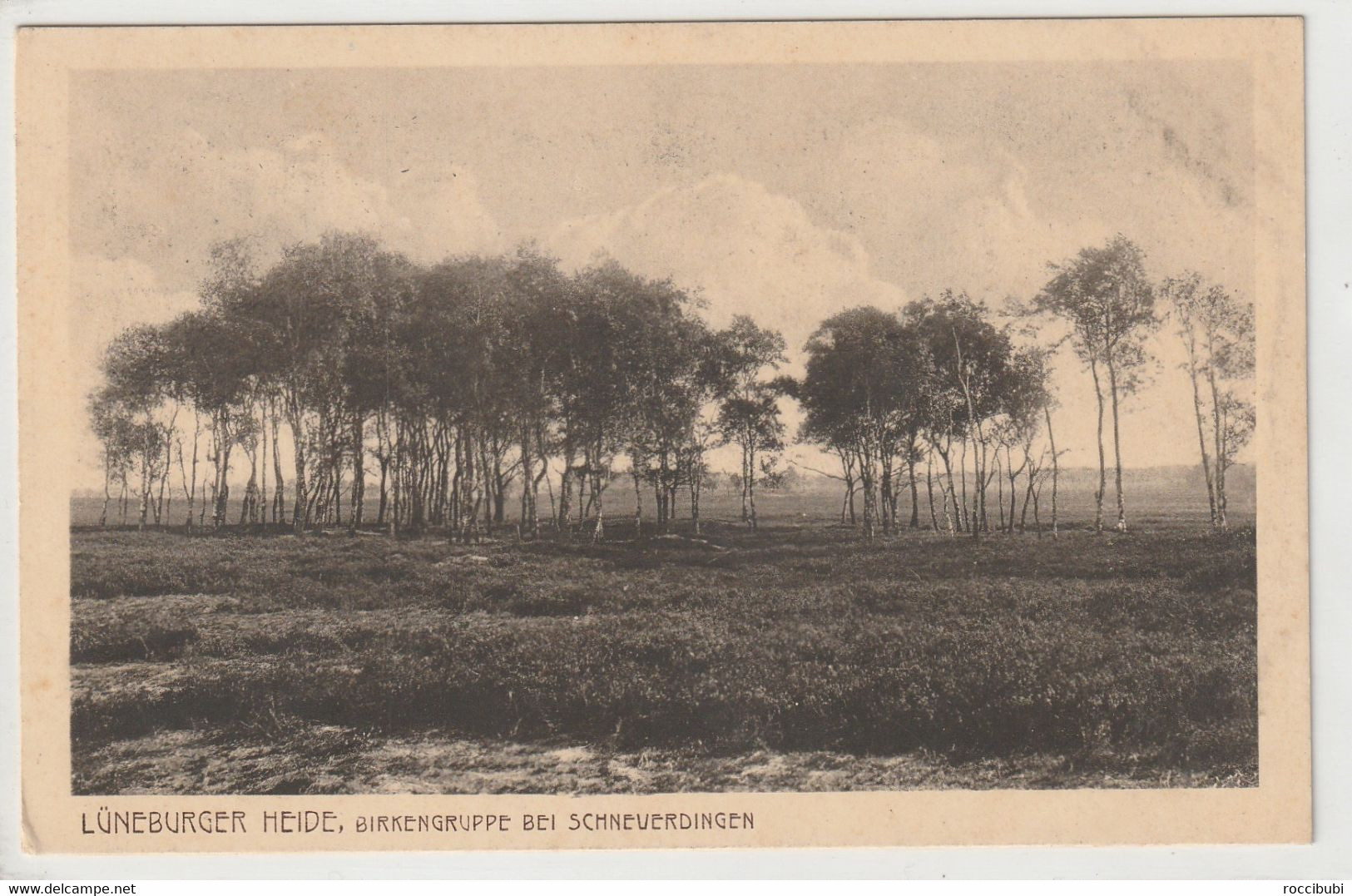 Lüneburger Heide, Birkengruppe Bei Schneverdingen - Lüneburger Heide