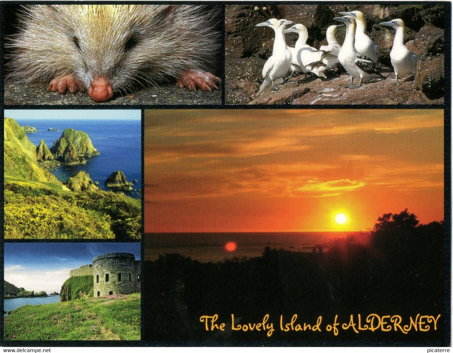 5 Views Of "The Lovely Island Of Alderney"-inc. Sunset & A Blonde Hedgehog-ile Aurigny - Alderney