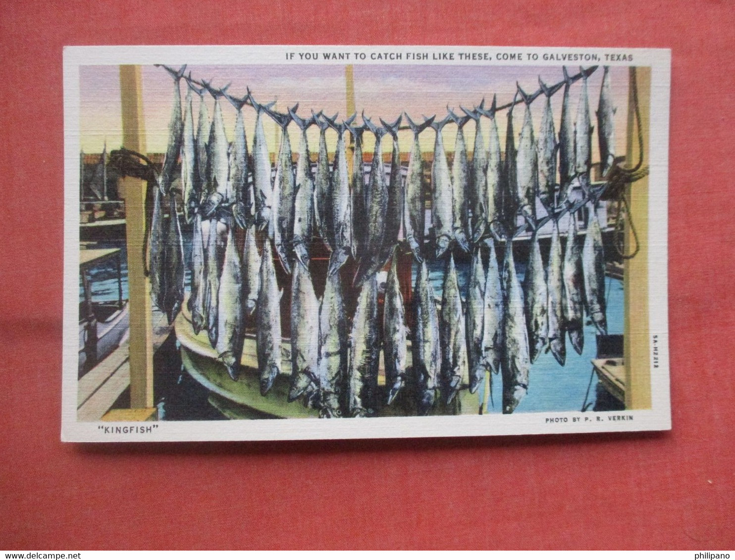 Kingfish.  If You Want To Catch Fisk Like These Come To  Galveston  Texas   Ref 5367 - Galveston