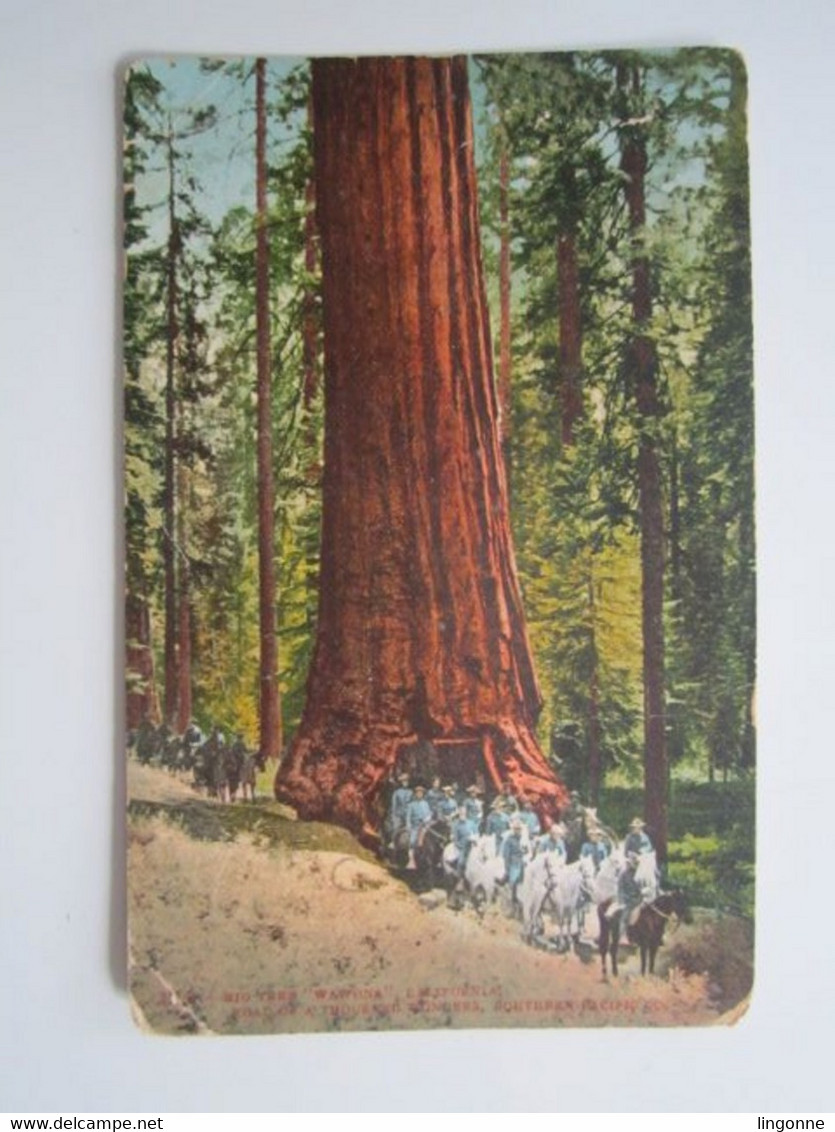 BIG TREE "WAWONA" CALIFORNIA ROAD OF A THOUSAND WONDERS SOUTHERN PACIFIC CO - Yosemite