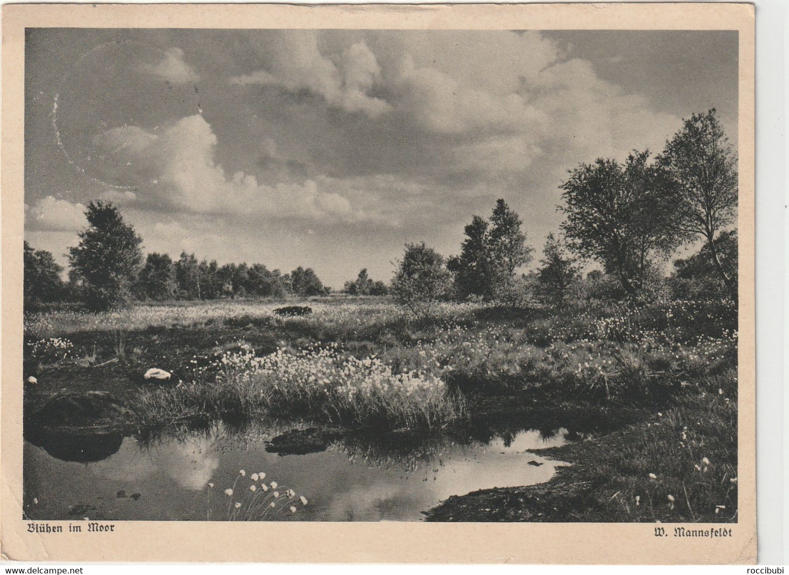 Lüneburger Heide - Lüneburger Heide