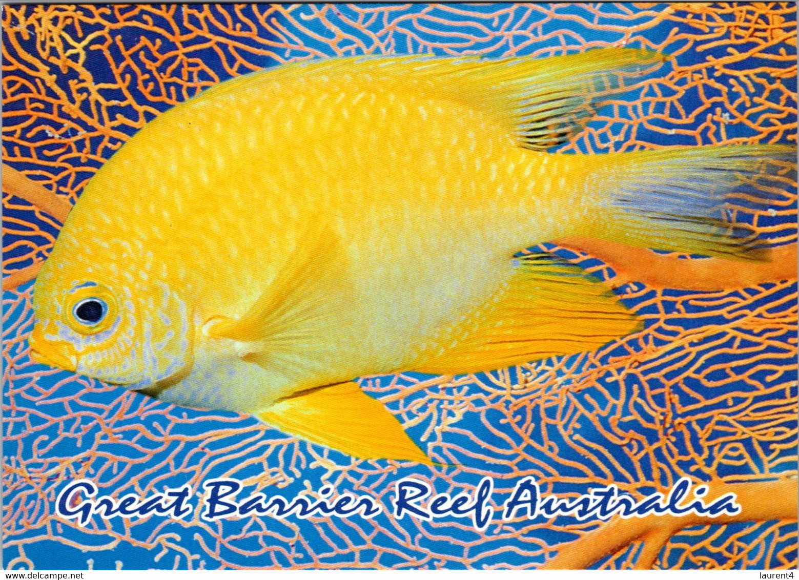 (1 E 31) Australia - QLD - Great Barrier Reef Fish - Great Barrier Reef