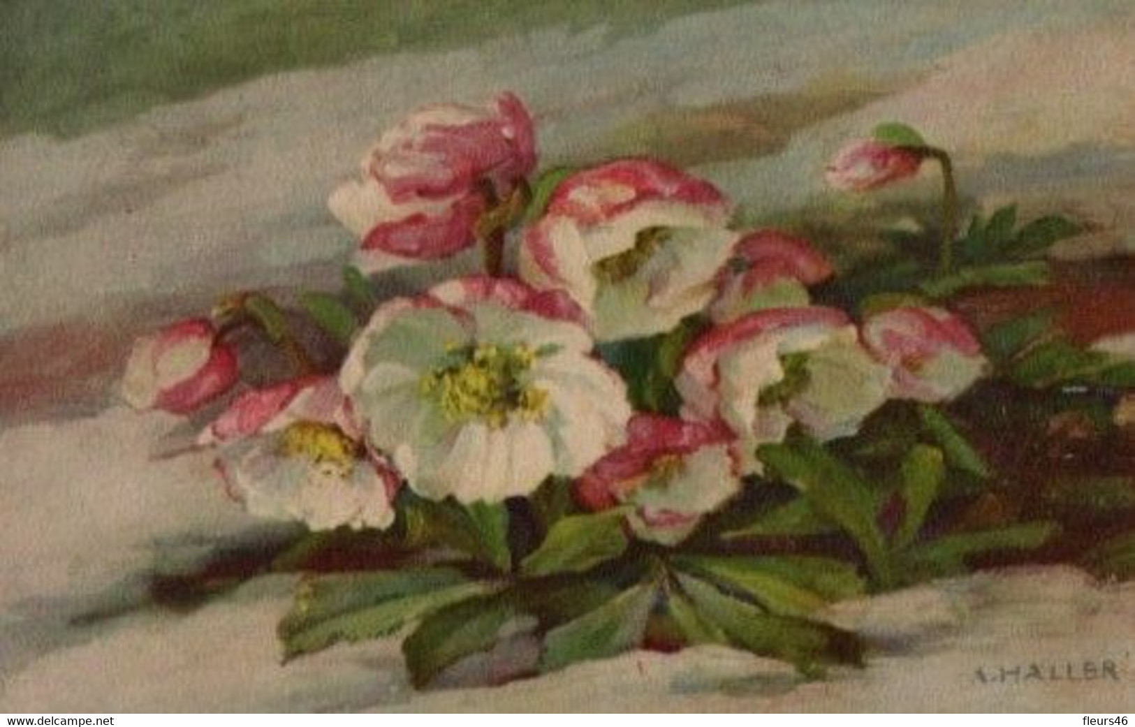 Belle Illustrée Signée A. HALLER : Roses De Noël Dans La Neige - Haller, A.