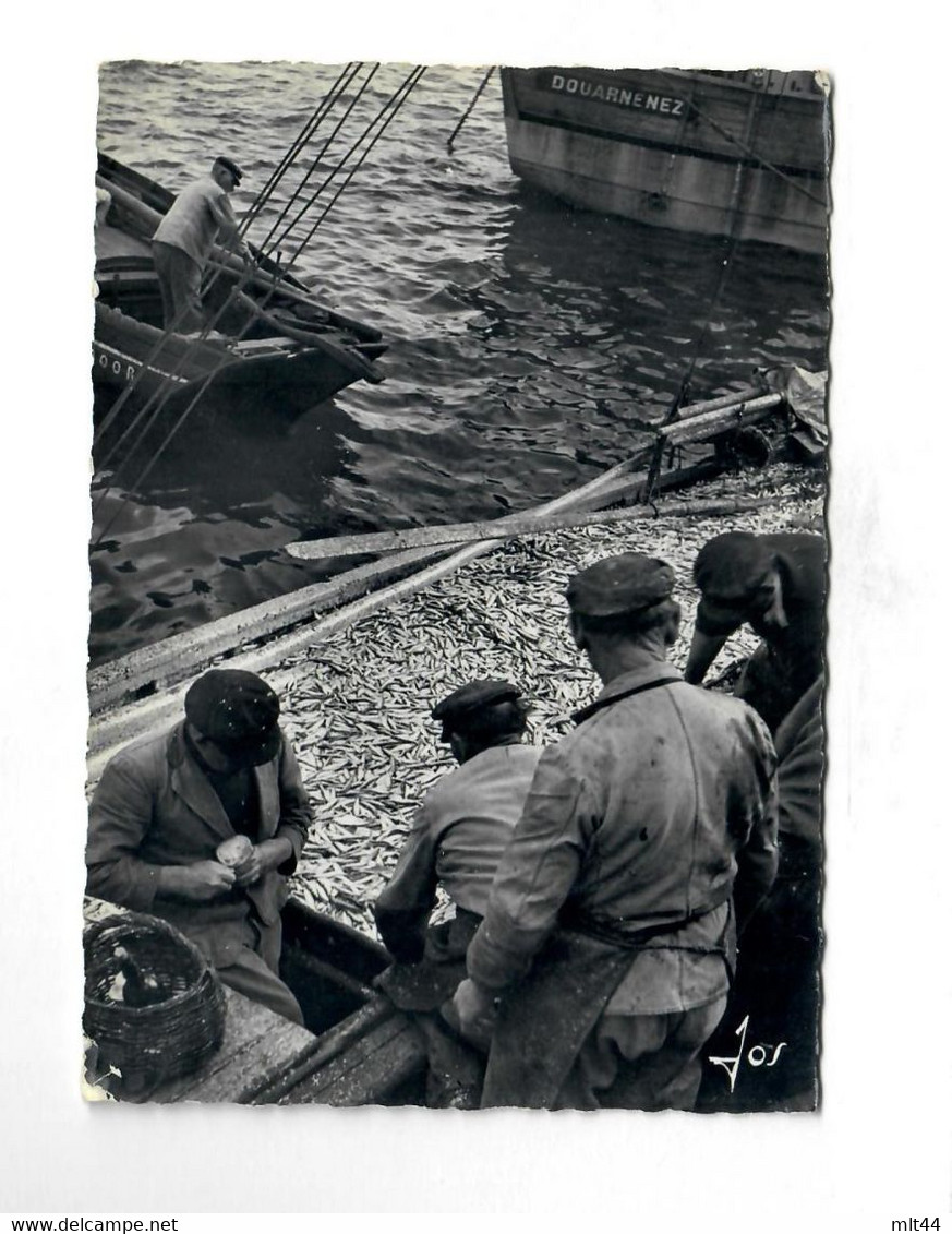 CGF - Bretagne - 29 - Douarnenez -La Pèche A La Sardine (11/08/1956) - Douarnenez