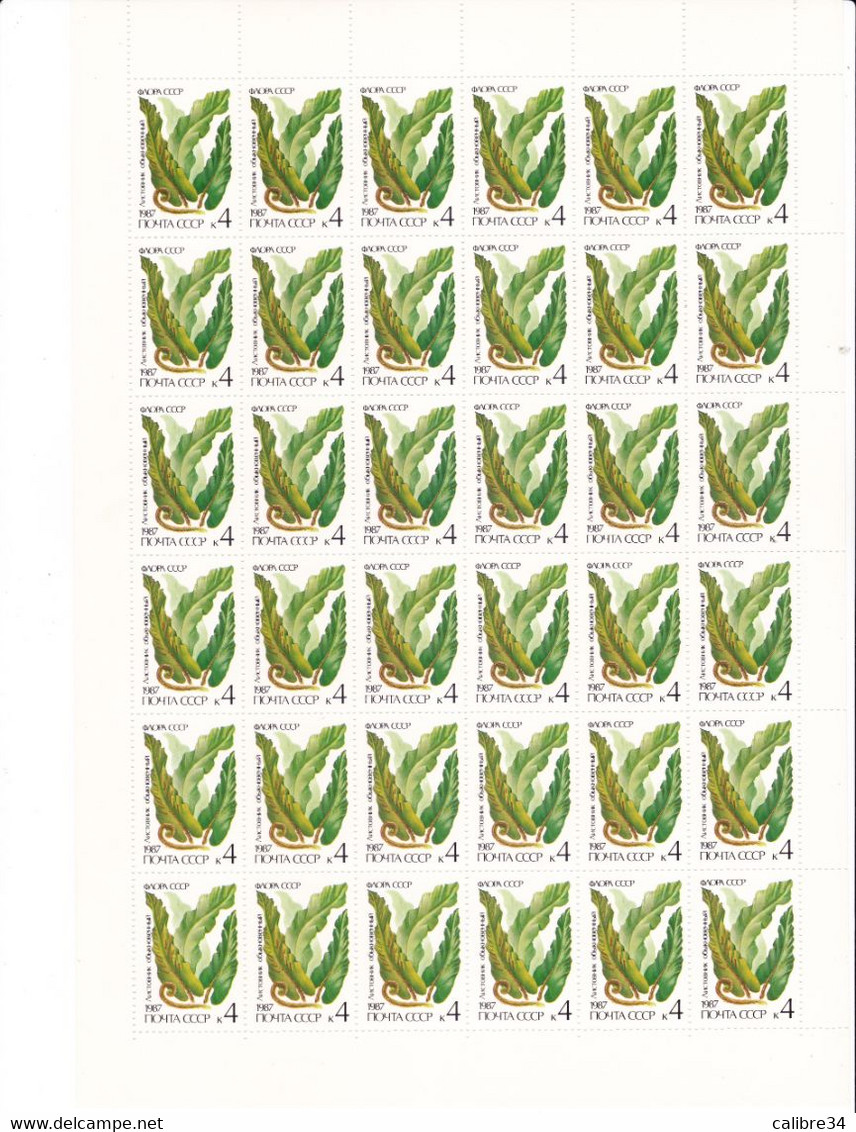 URSS Feuille Complète  Scolopendrium Vulgare 1987 - Hojas Completas