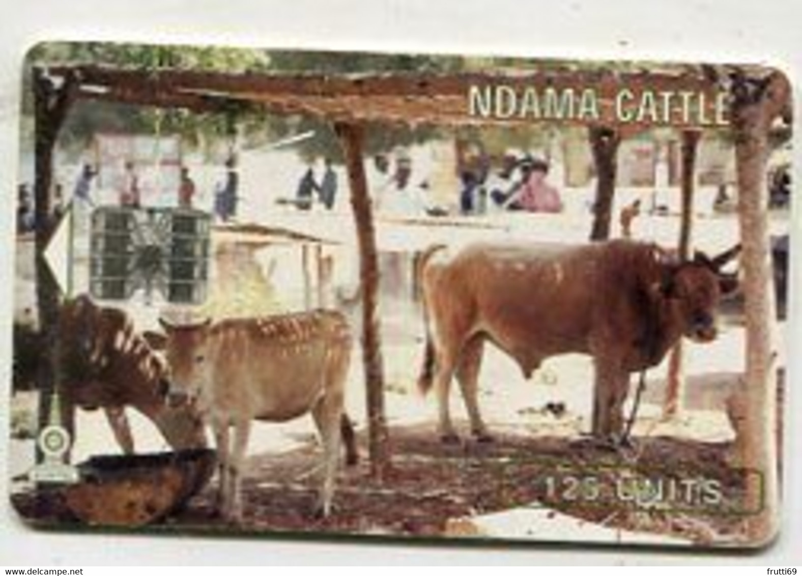 TK 00093 THE GAMBIA - Ndama Cattle - Gambie