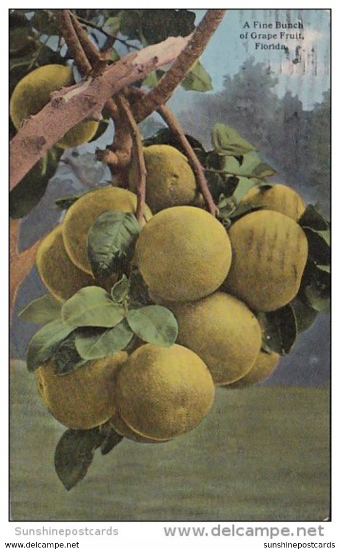 Florida Jacksonville A Fine Bunch Of Grape Fruit 1915 - Jacksonville