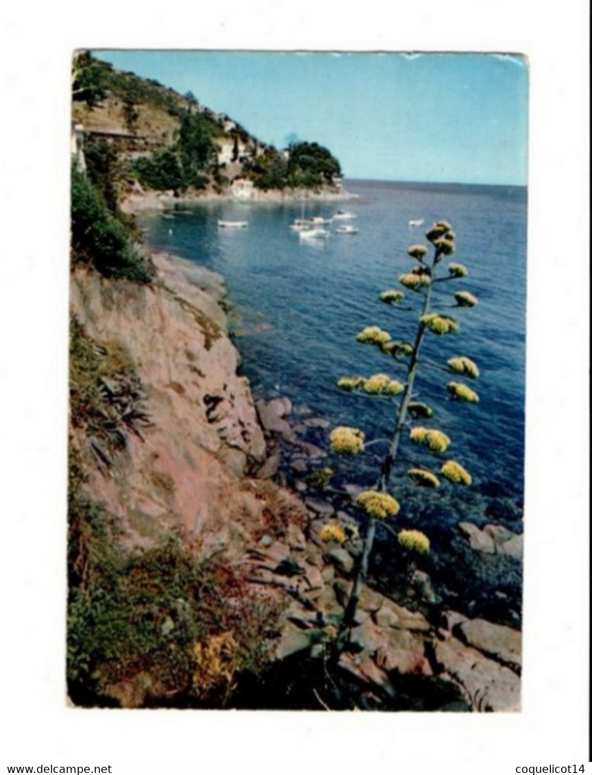 Aloès En Fleur Dans Un Charmant Cadres De La Côte D'Azur (83) - Medicinal Plants