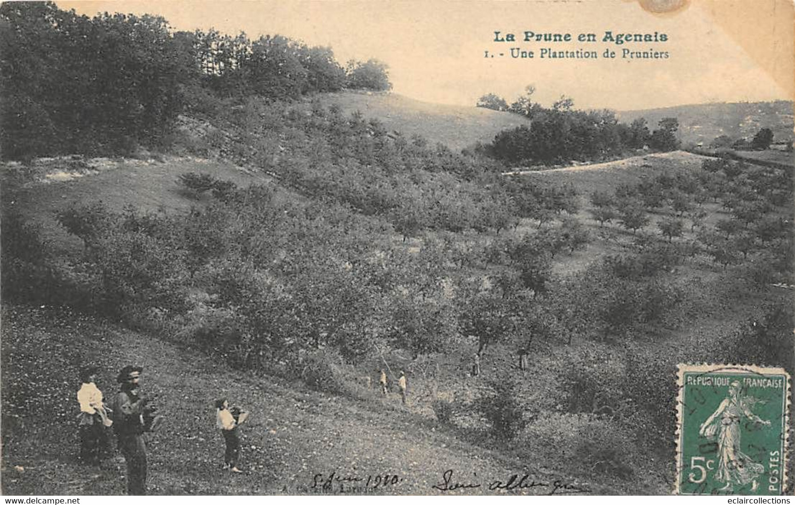 Divers. Non Classés:     47    La Prune En Agenais. Un Plantation De Pruniers       (voir Scan) - Andere & Zonder Classificatie