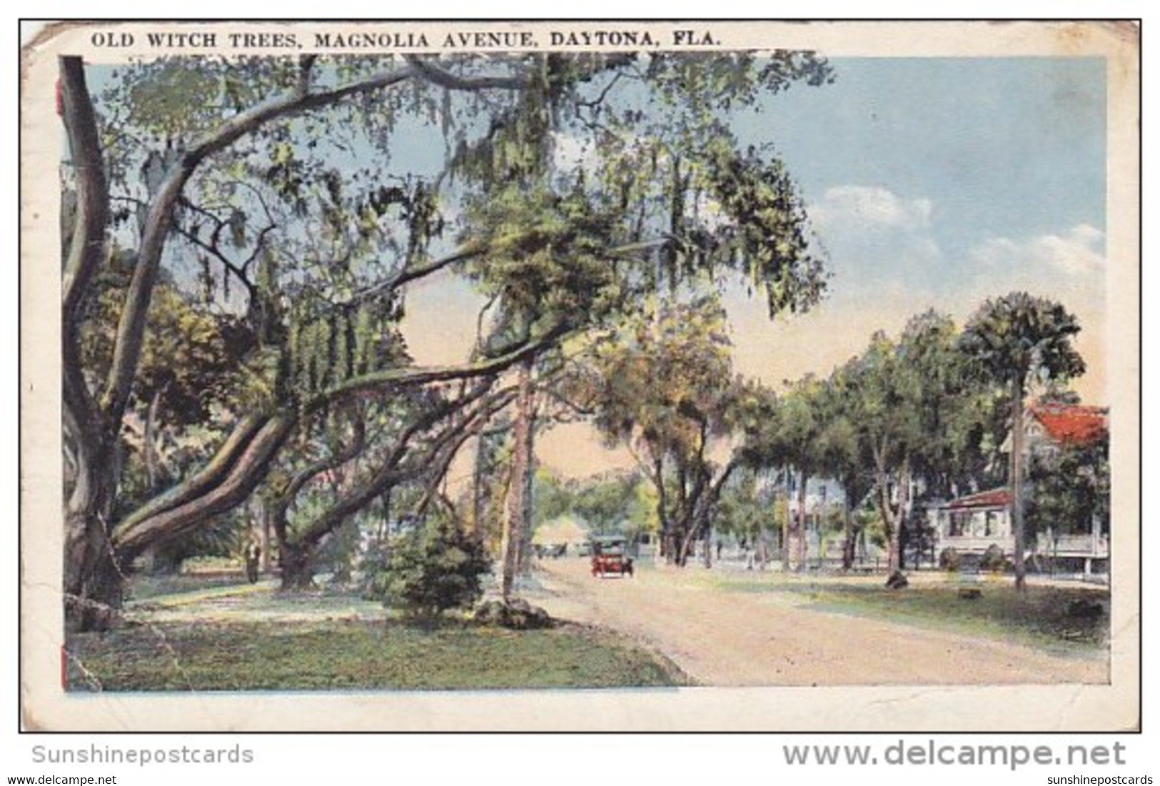 Florida Daytona Old Witch Trees Magnolia Avenue 1925 - Daytona