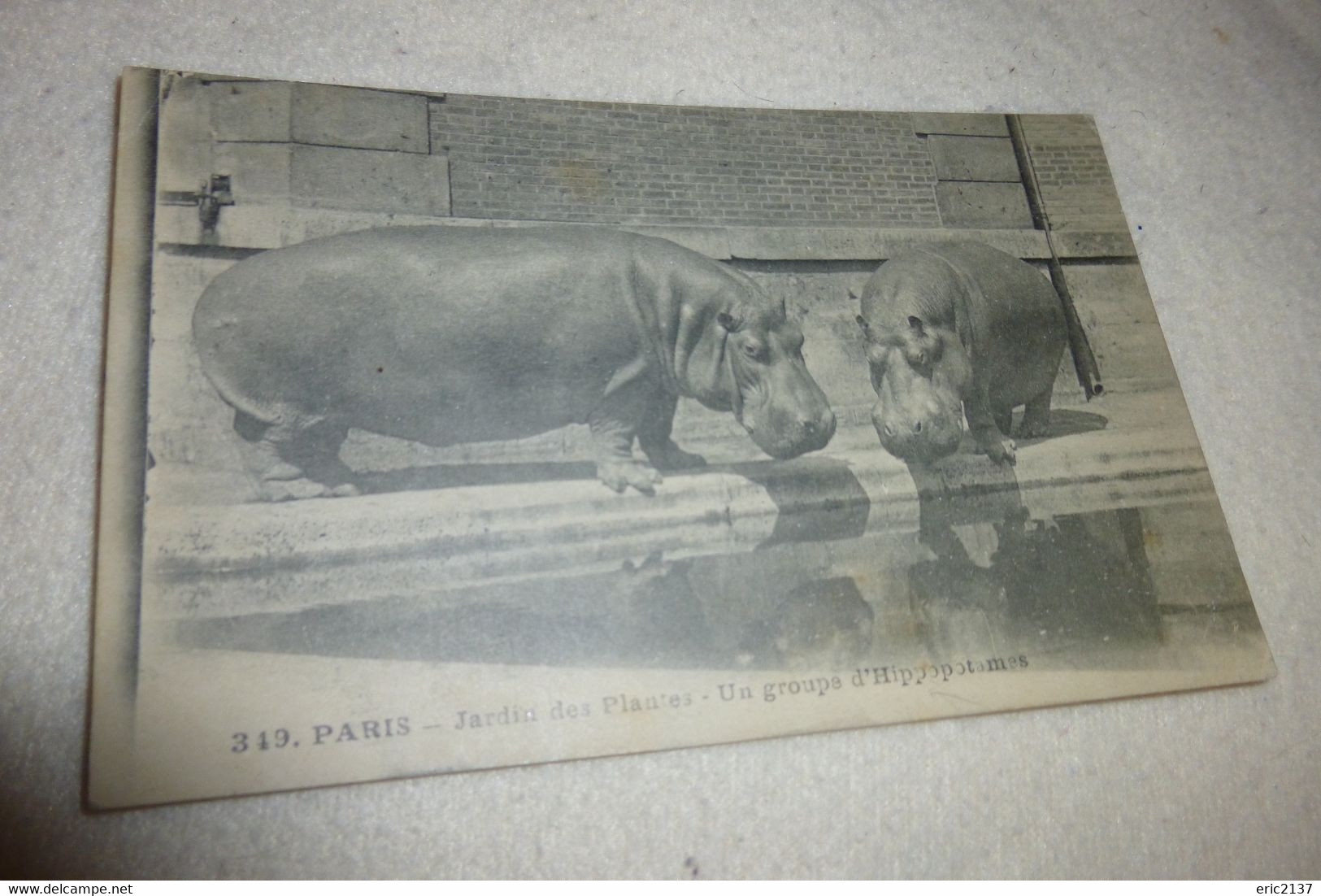 PARIS ...JARDIN DES PLANTES ..UN GROUPE D'HIPPOPOTAMES - Hippopotamuses