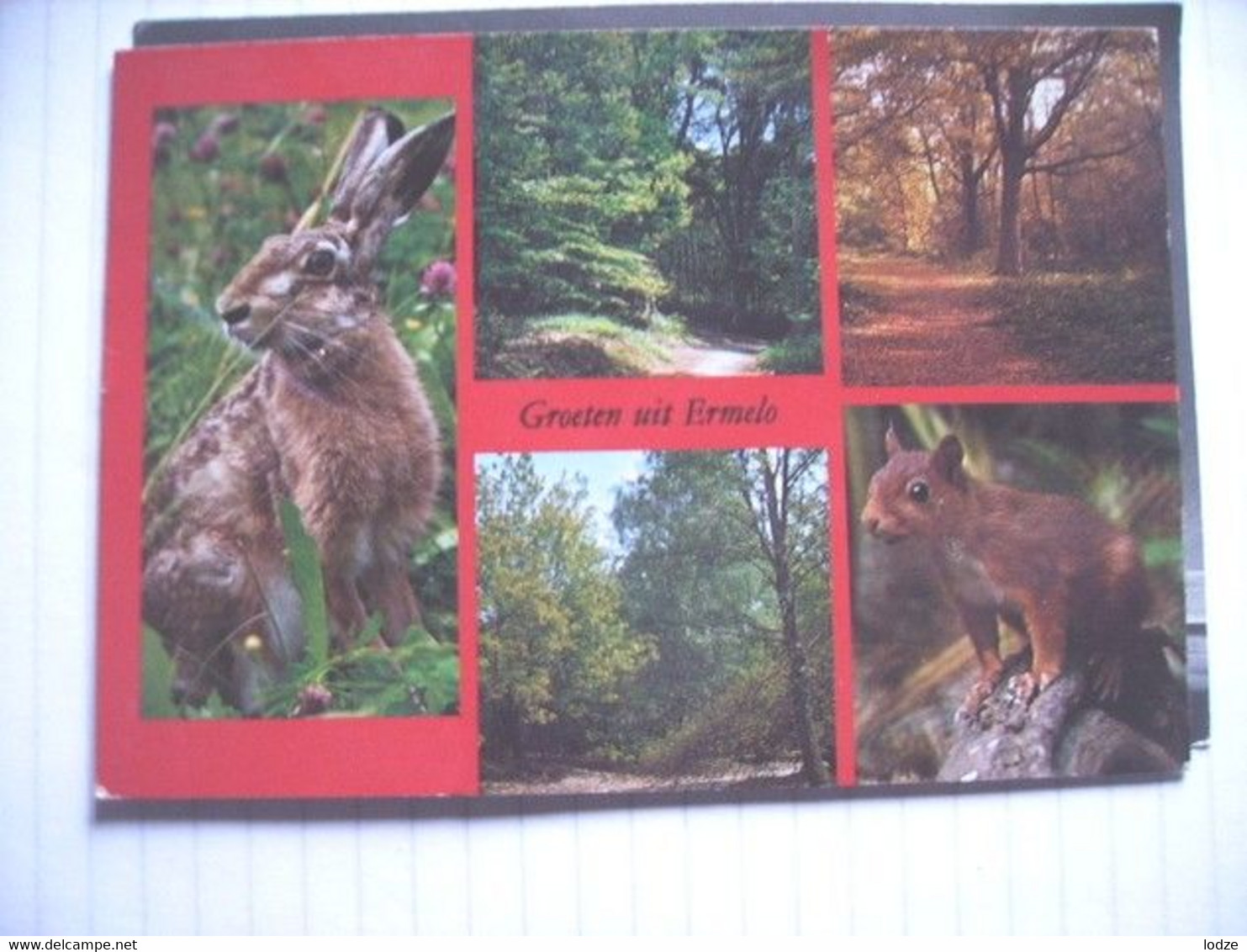 Nederland Holland Pays Bas Ermelo Fraaie Flora En Fauna - Ermelo