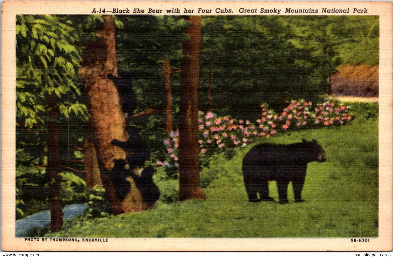 Tennessee Great Smoky Mountains Black She Bear With Her Four Cubs Curteich - Smokey Mountains